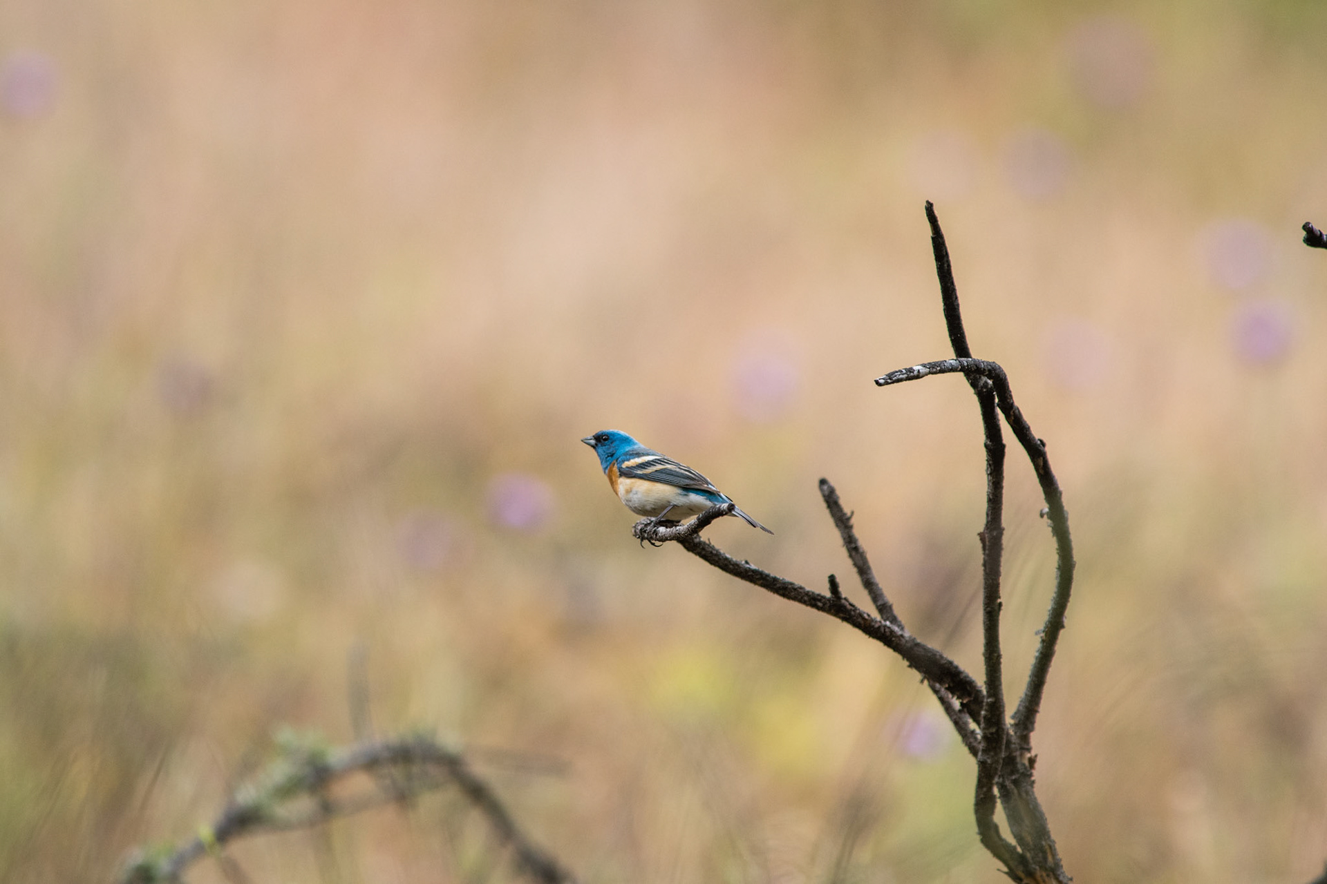 Lazuli Bunting