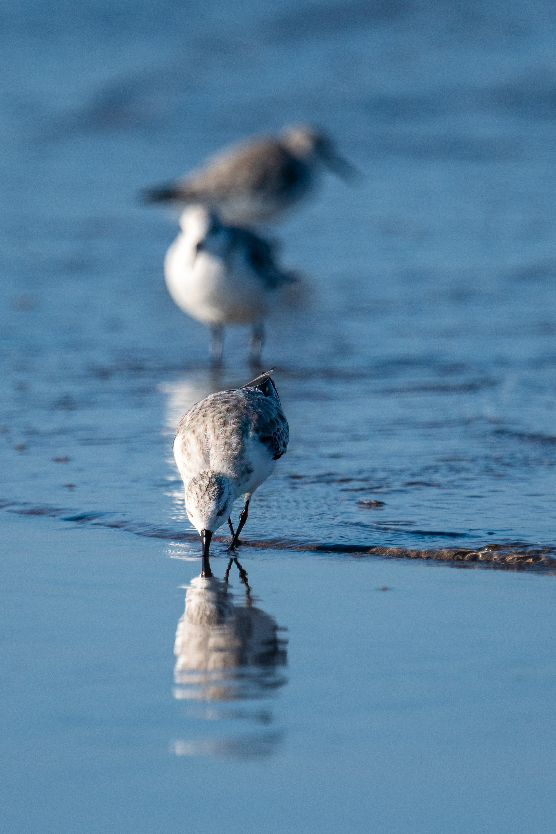 Sanderling