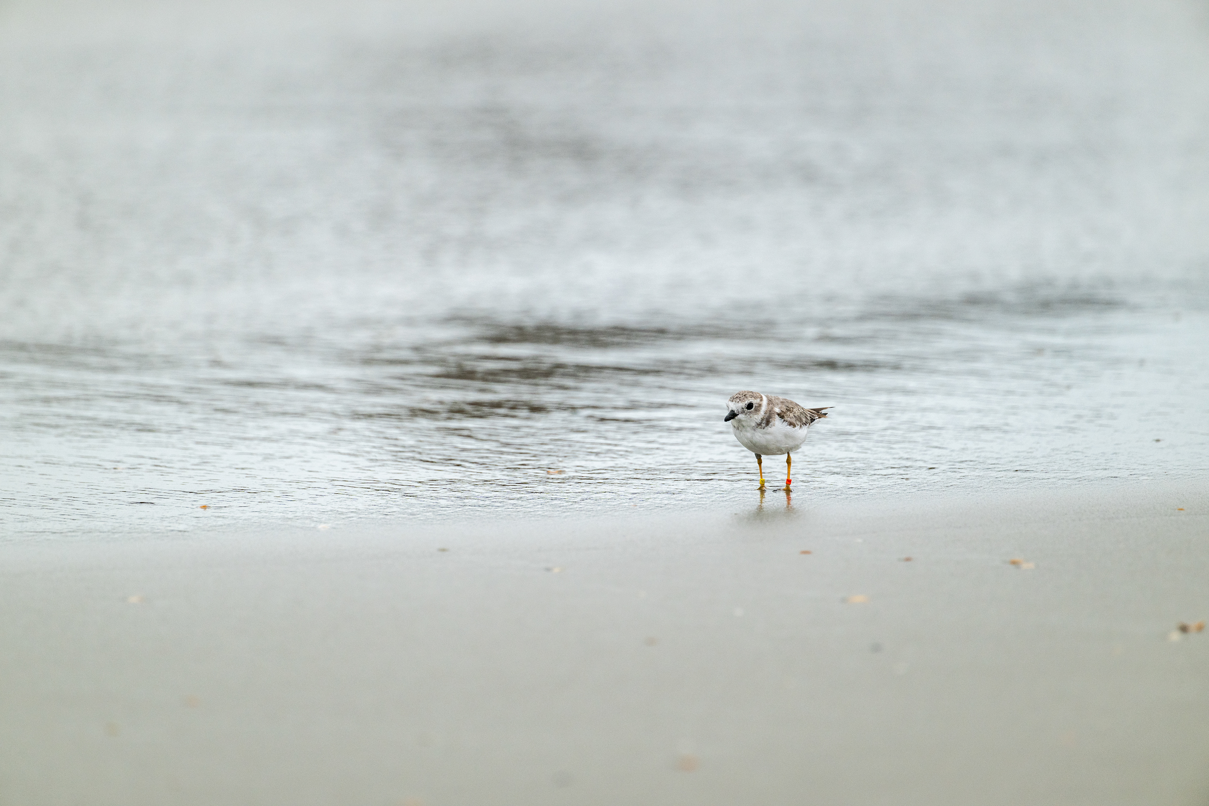 Piping Plover