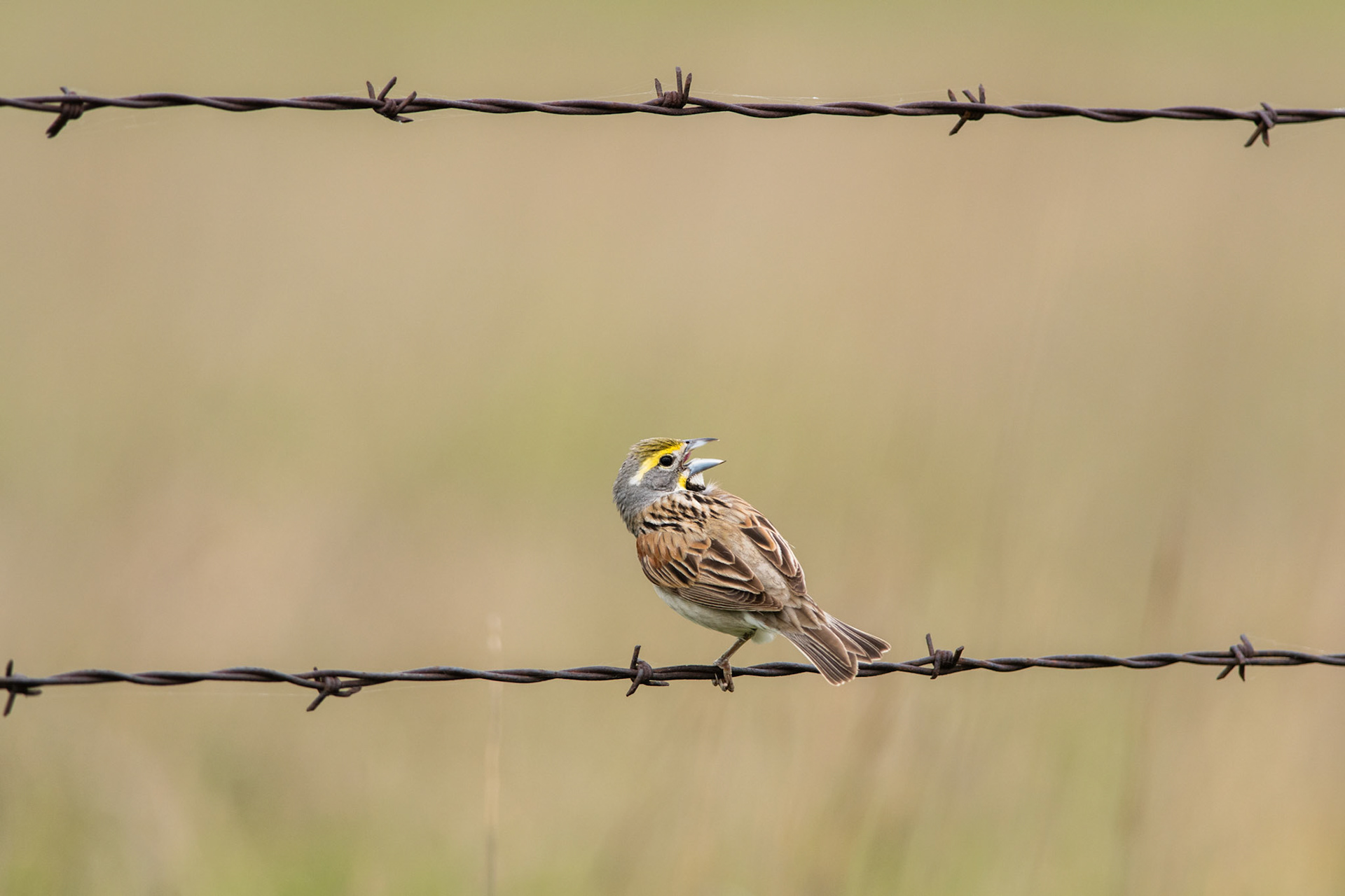 Dickcissel