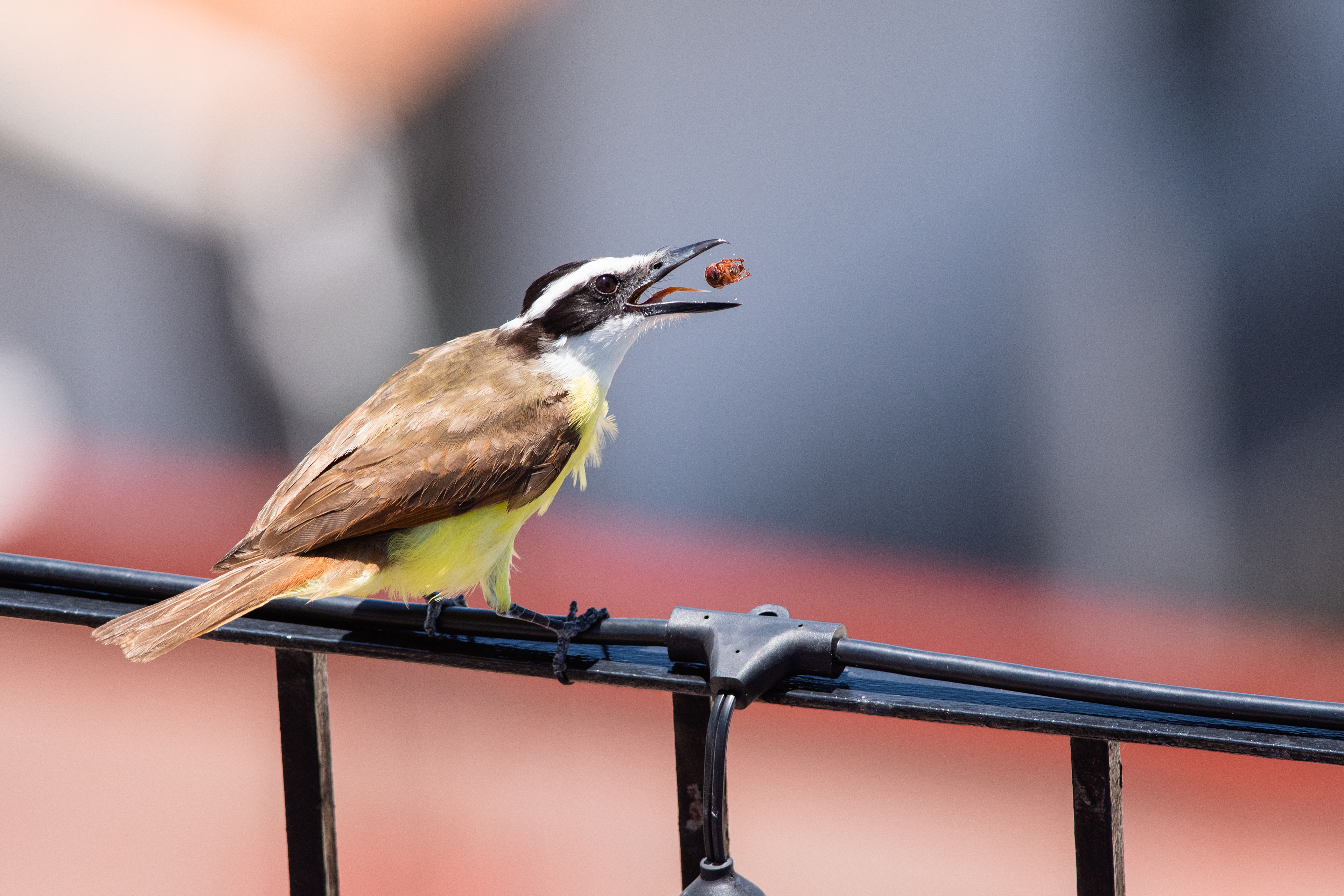 Great Kiskadee