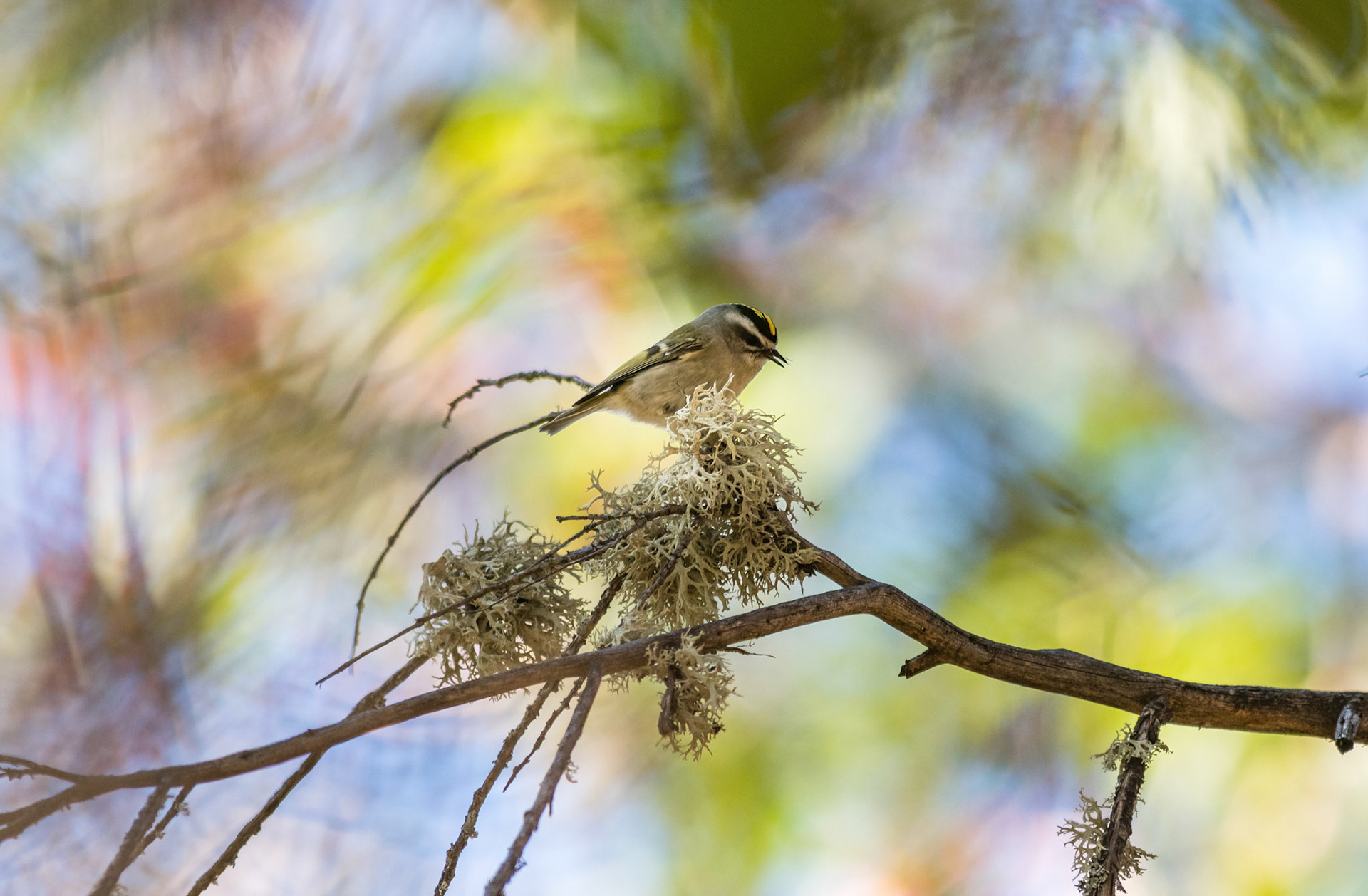 Golden-crowned Kinglet