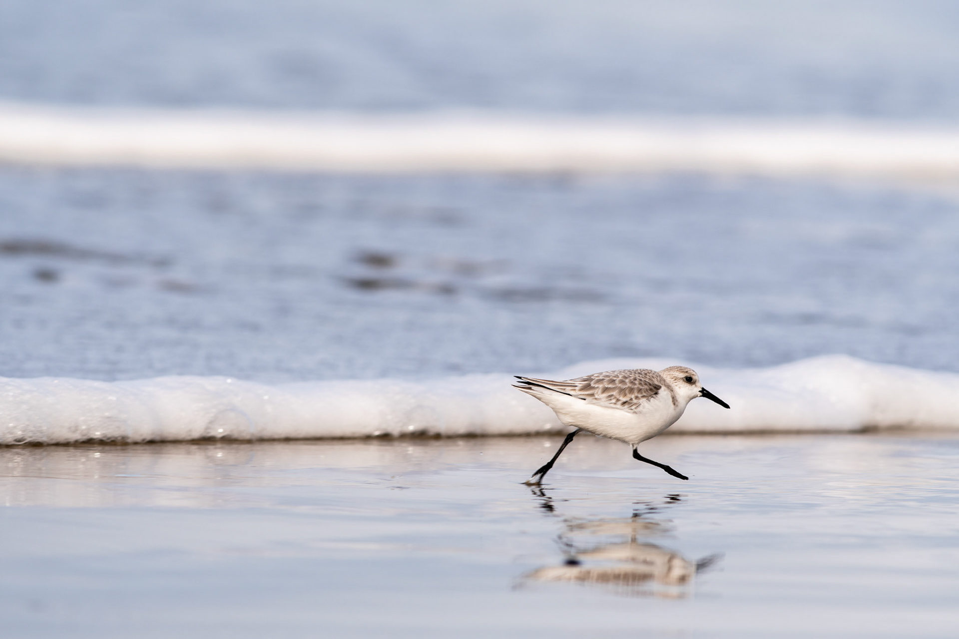 Sanderling