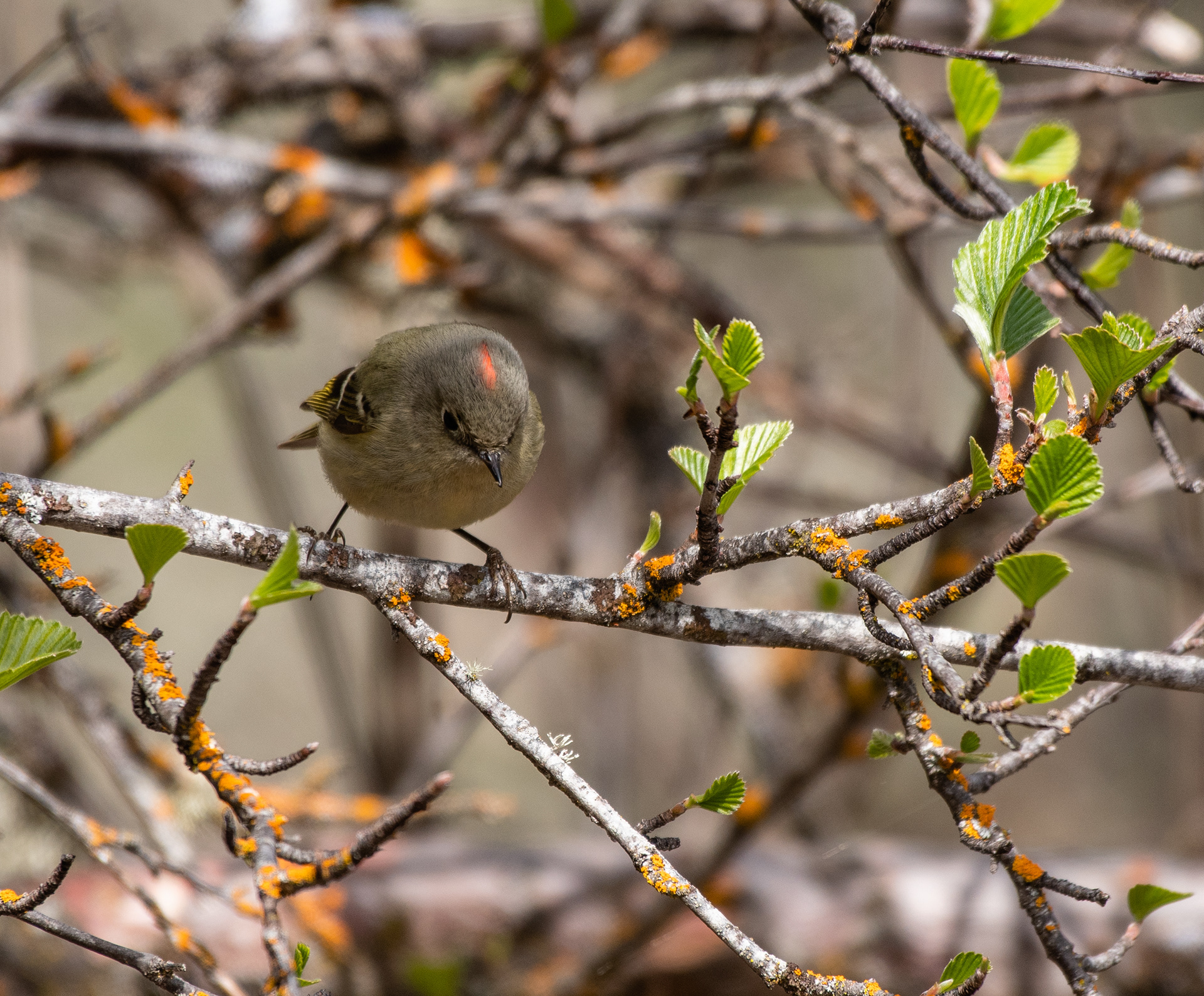 Ruby-crowned Kinglet