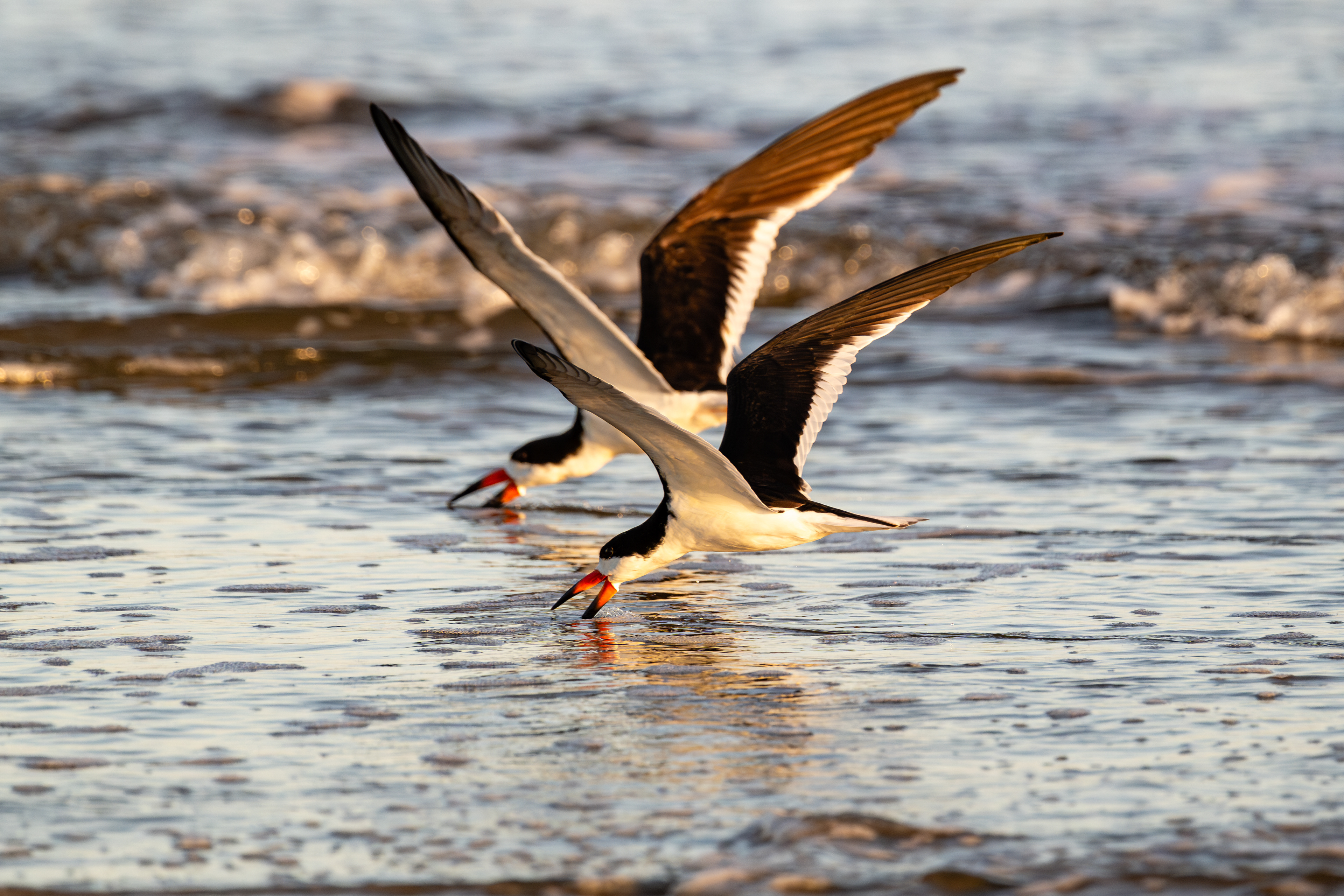Black Skimmer