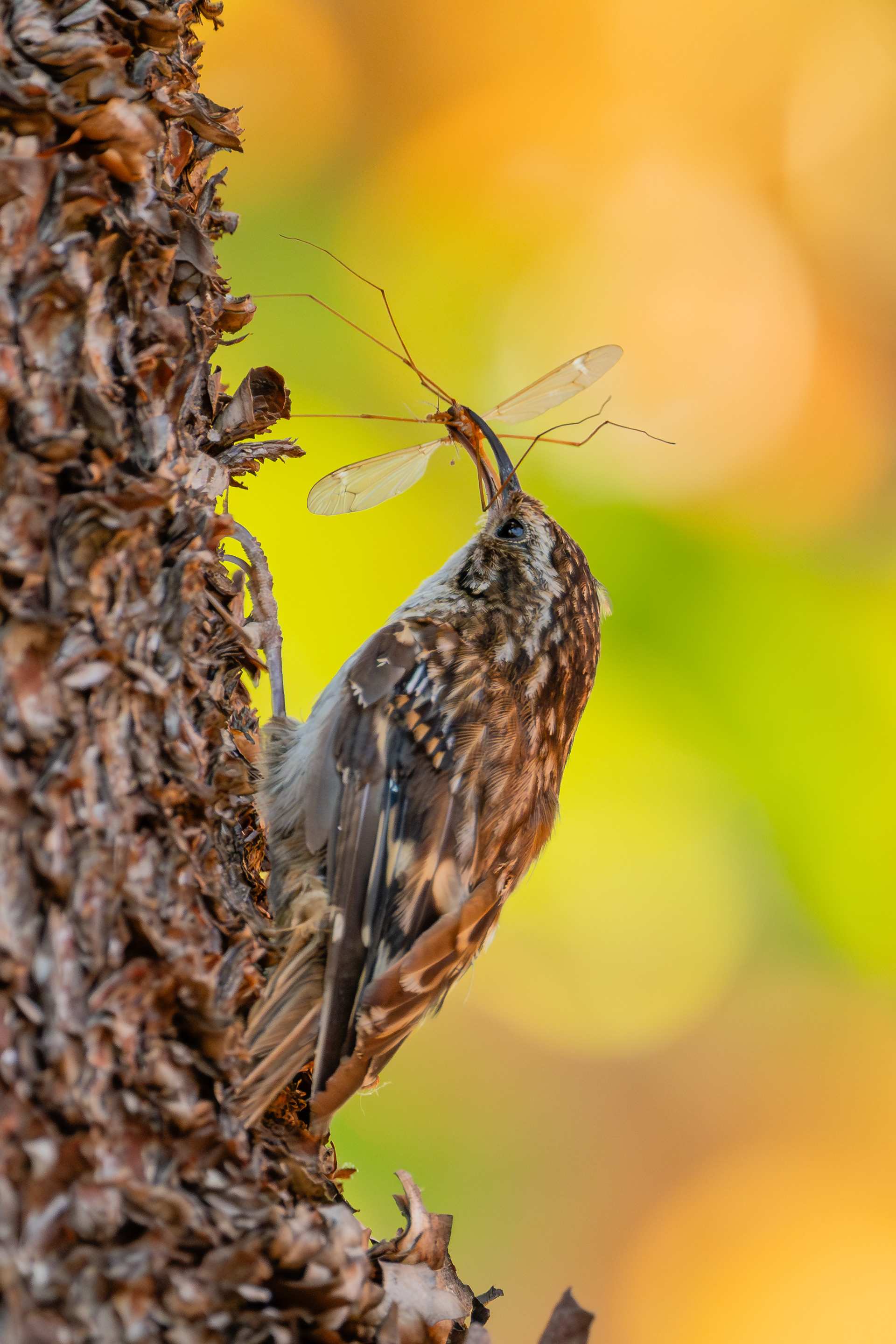 Brown Creeper