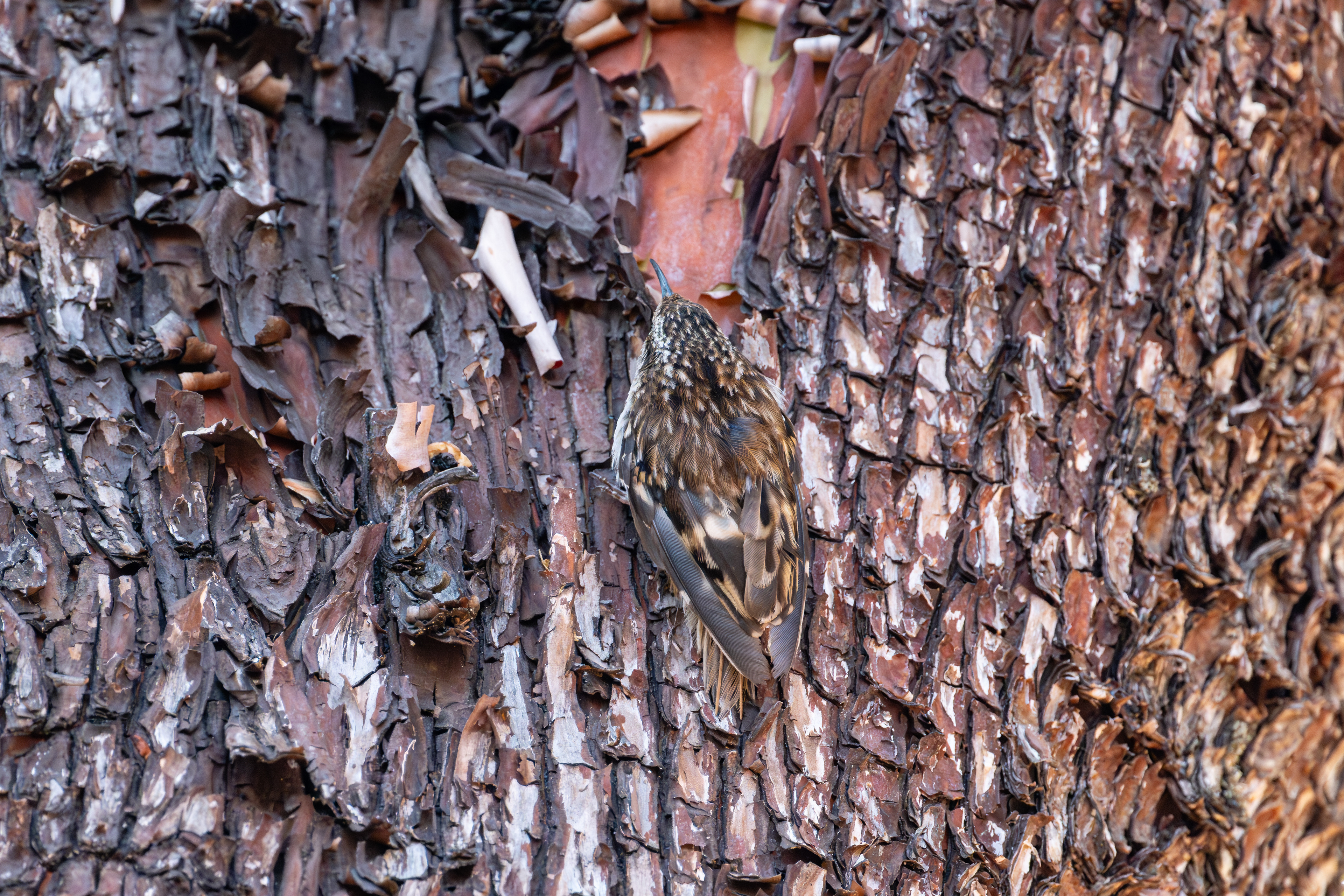 Brown Creeper