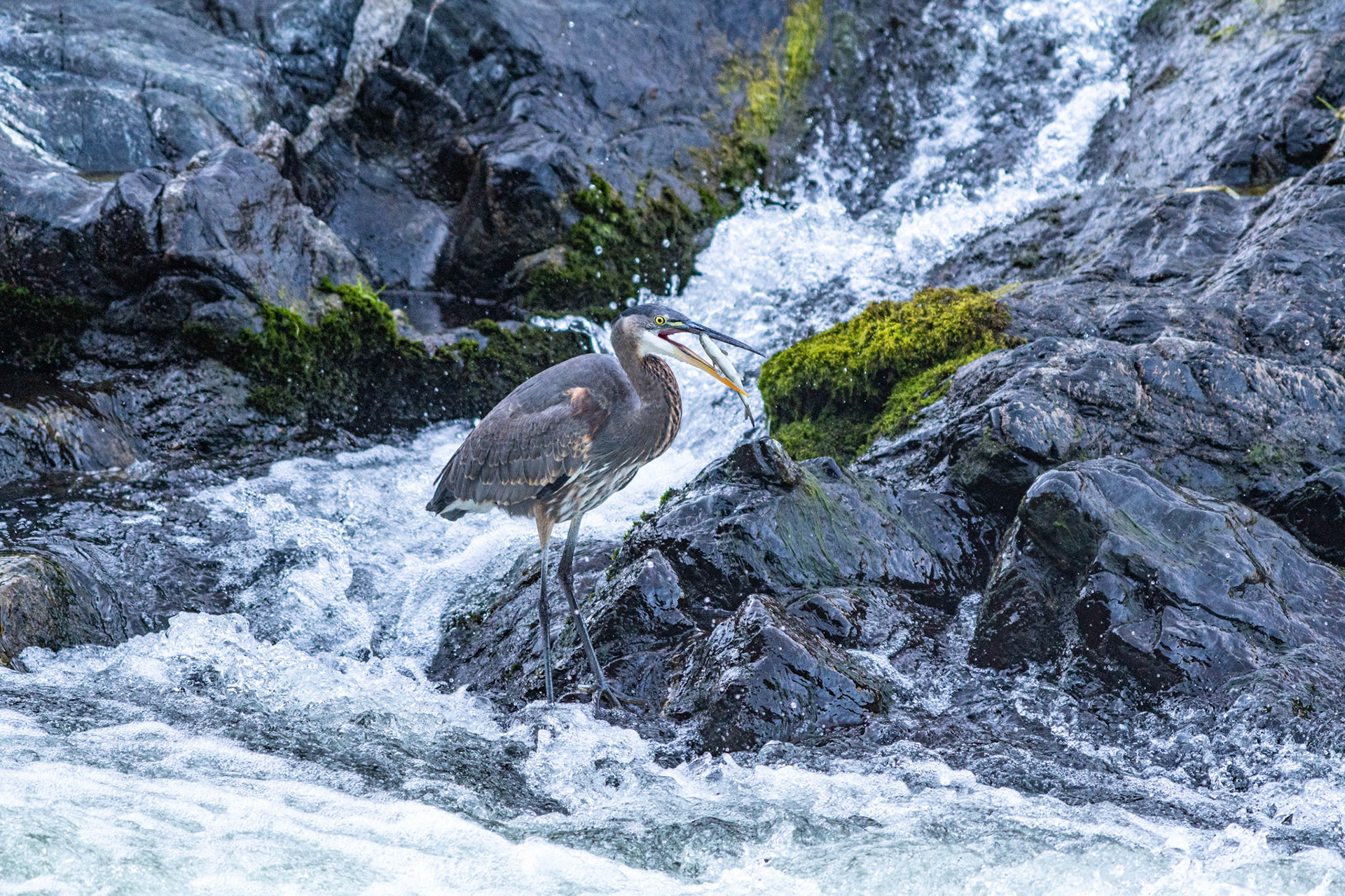 Great Blue Heron