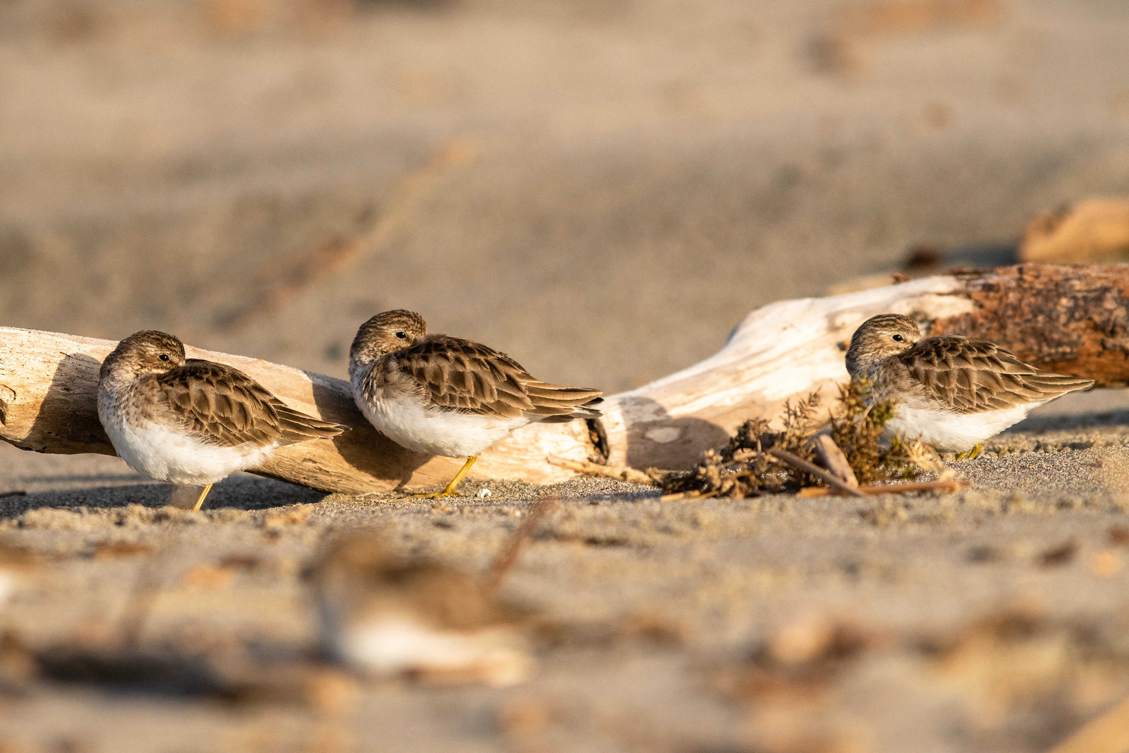 Least Sandpiper