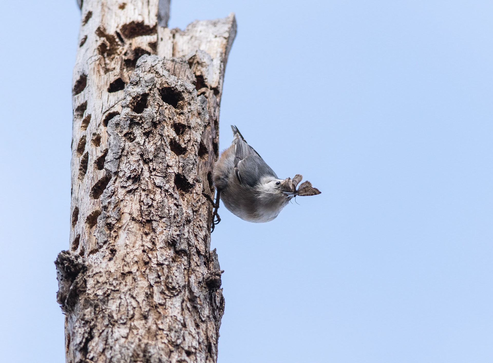 White-breasted Nuthatch