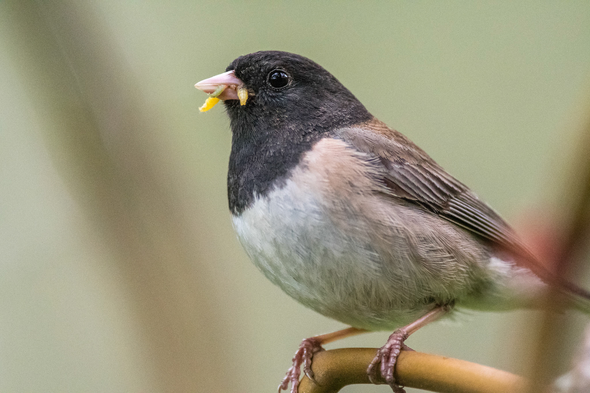Dark-eyed Junco
