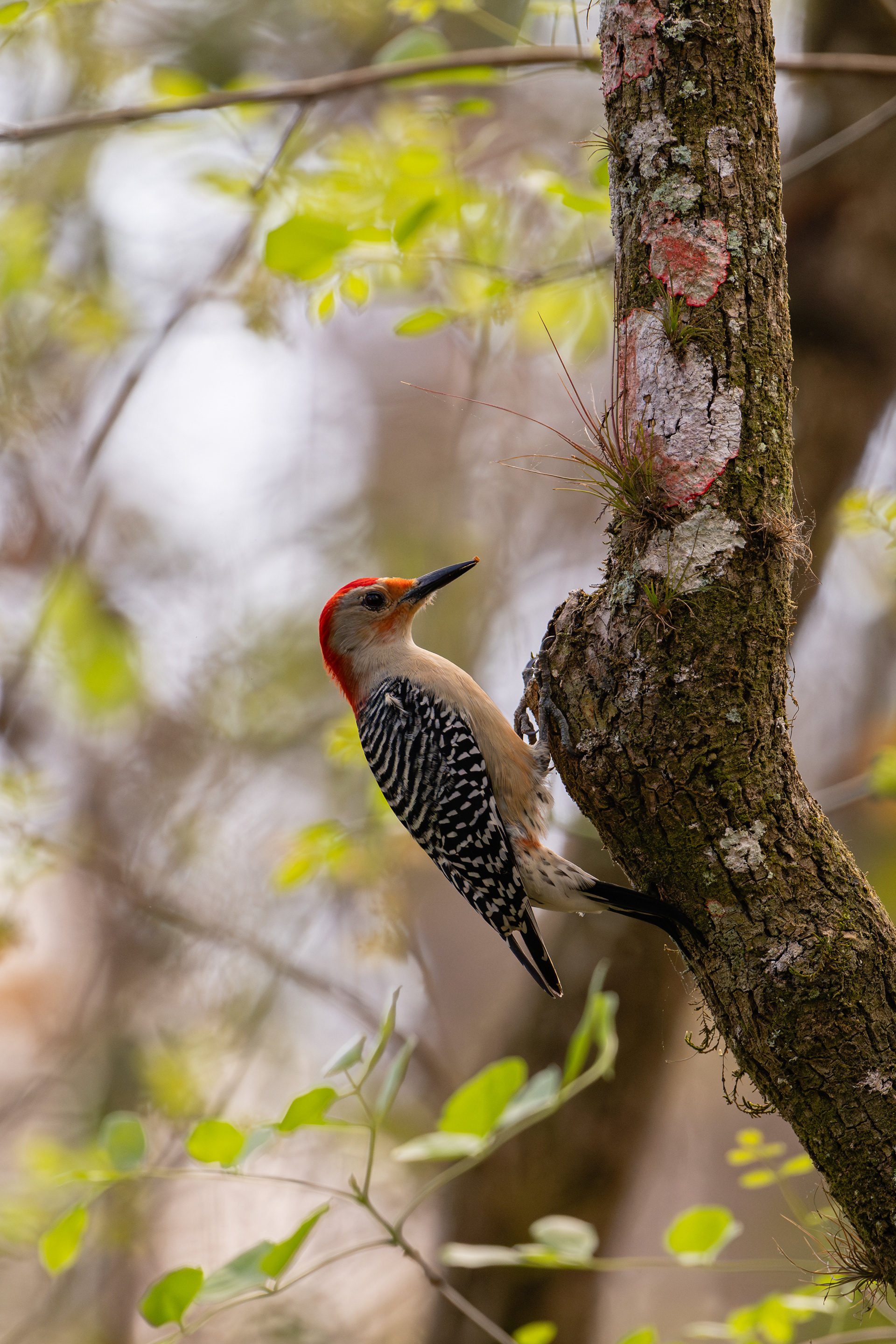 Red-bellied Woodpecker