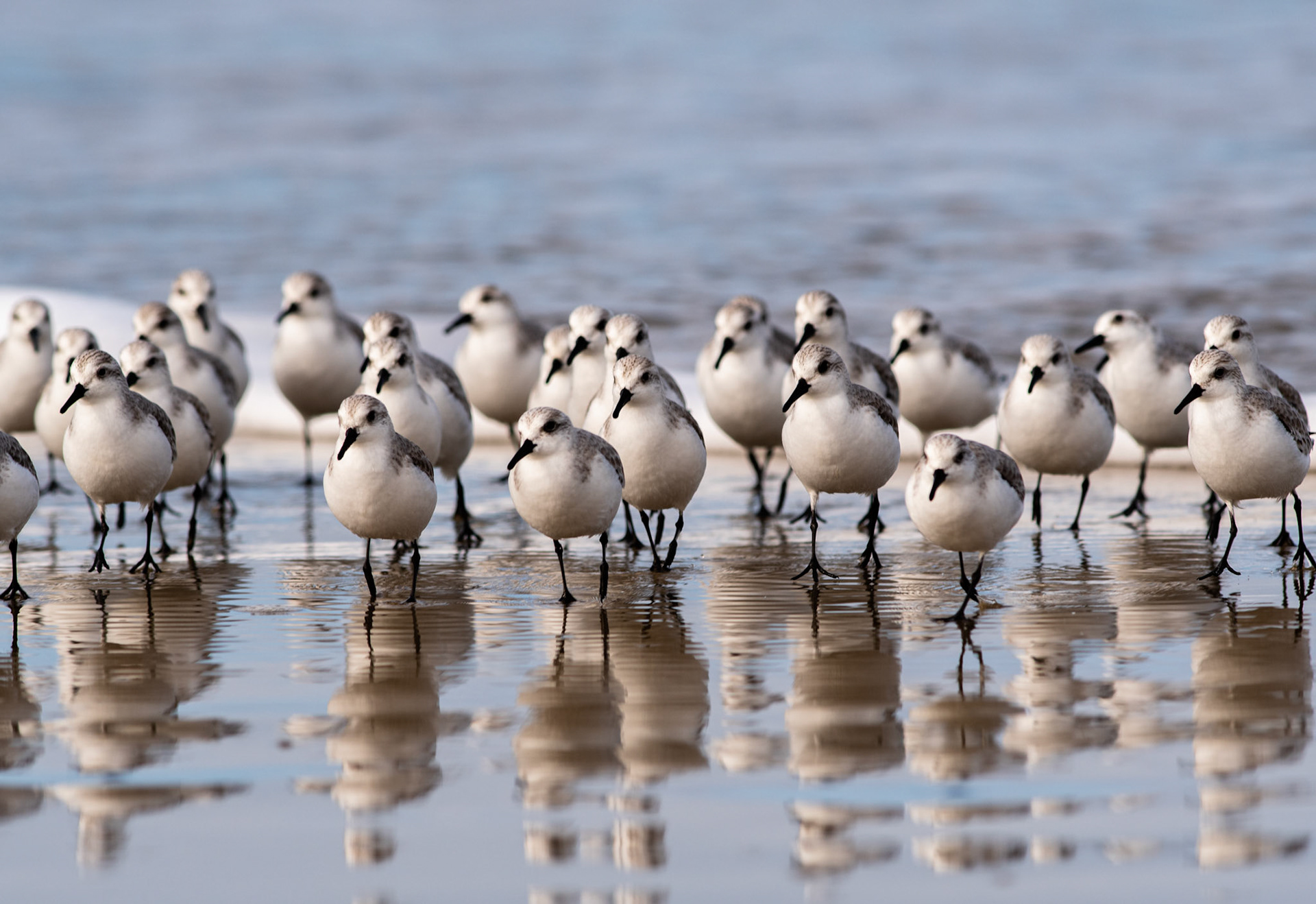 Sanderlings