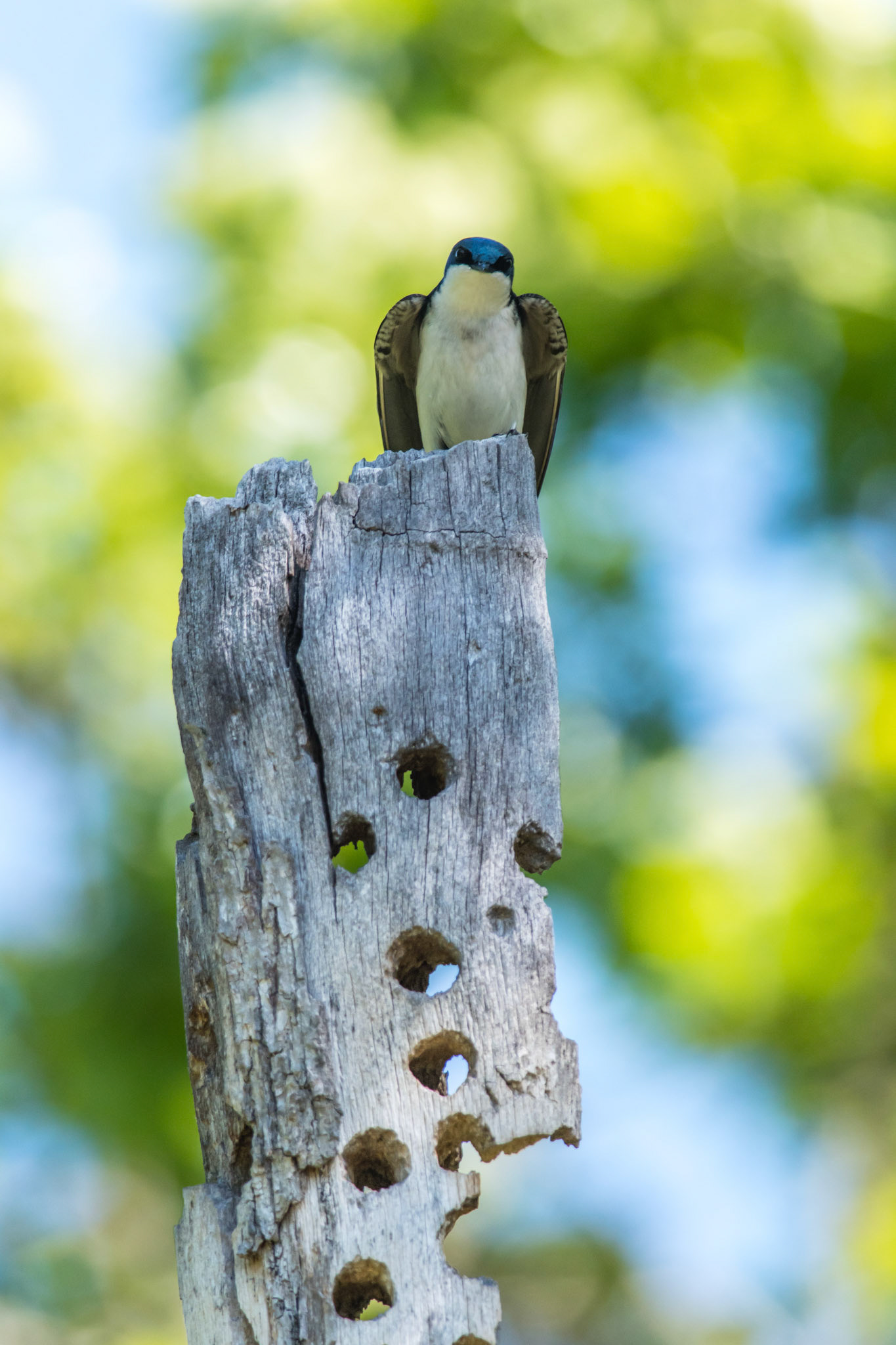 Tree Swallow