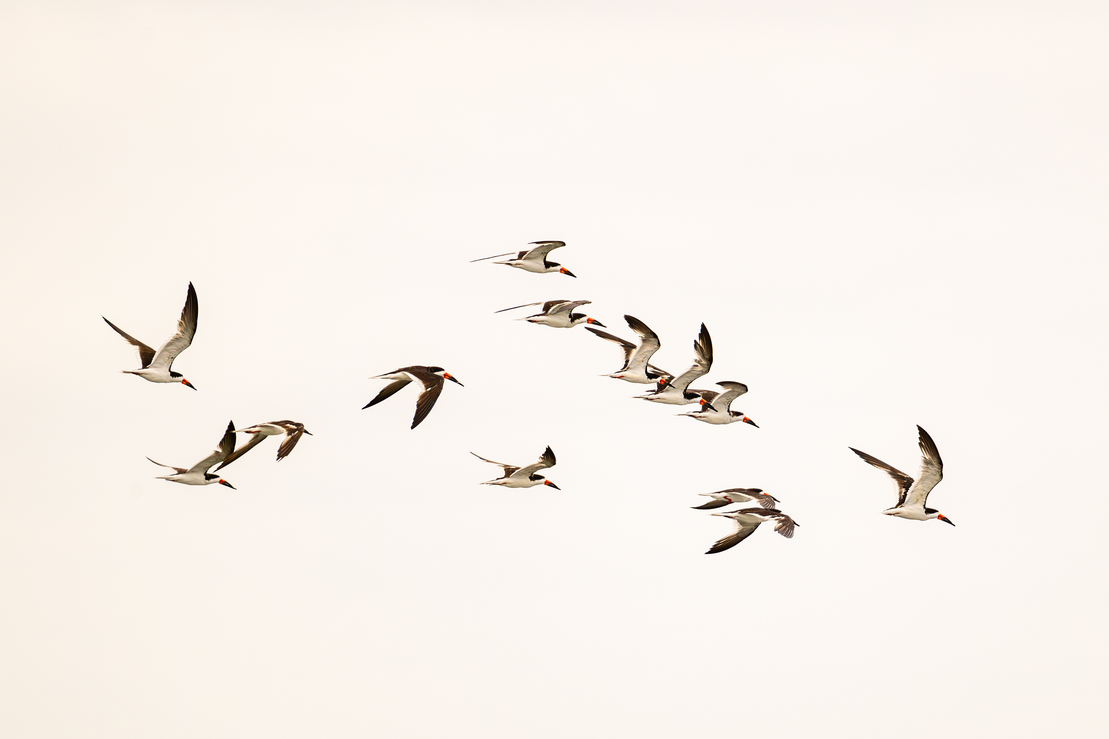Black Skimmer