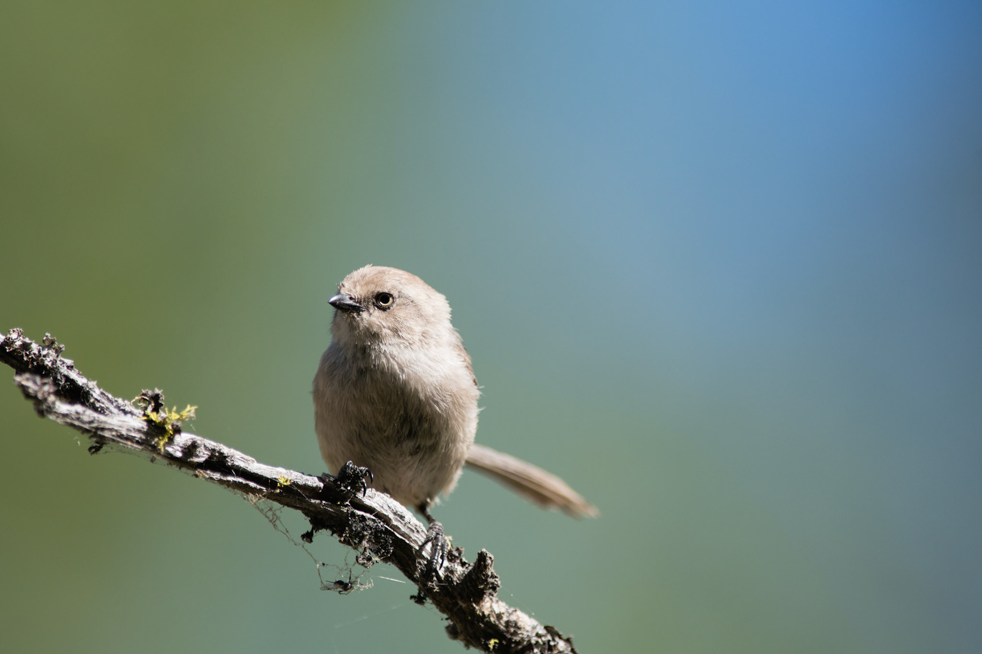 Bushtit