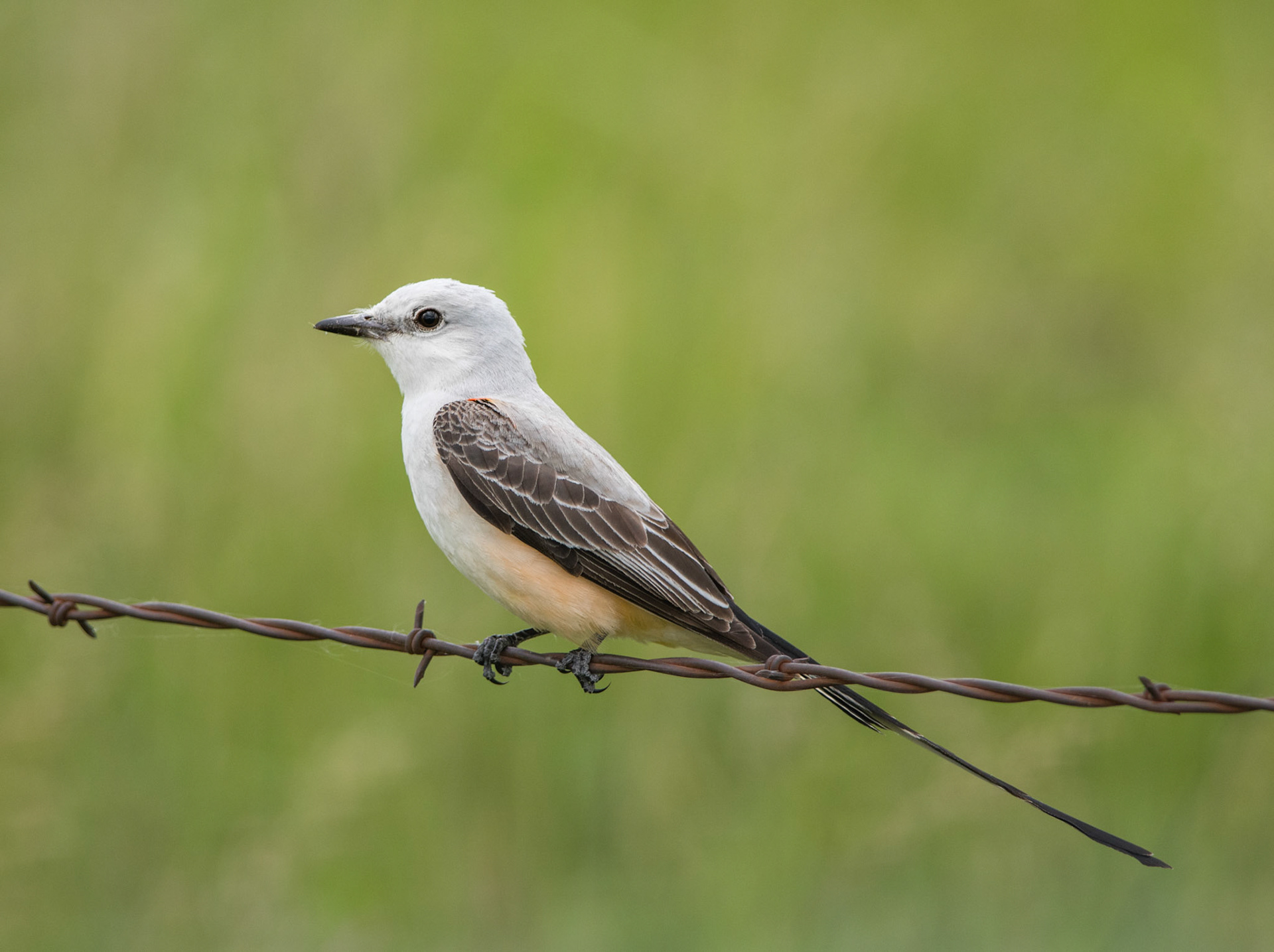 Scissor-tailed Flycatcher
