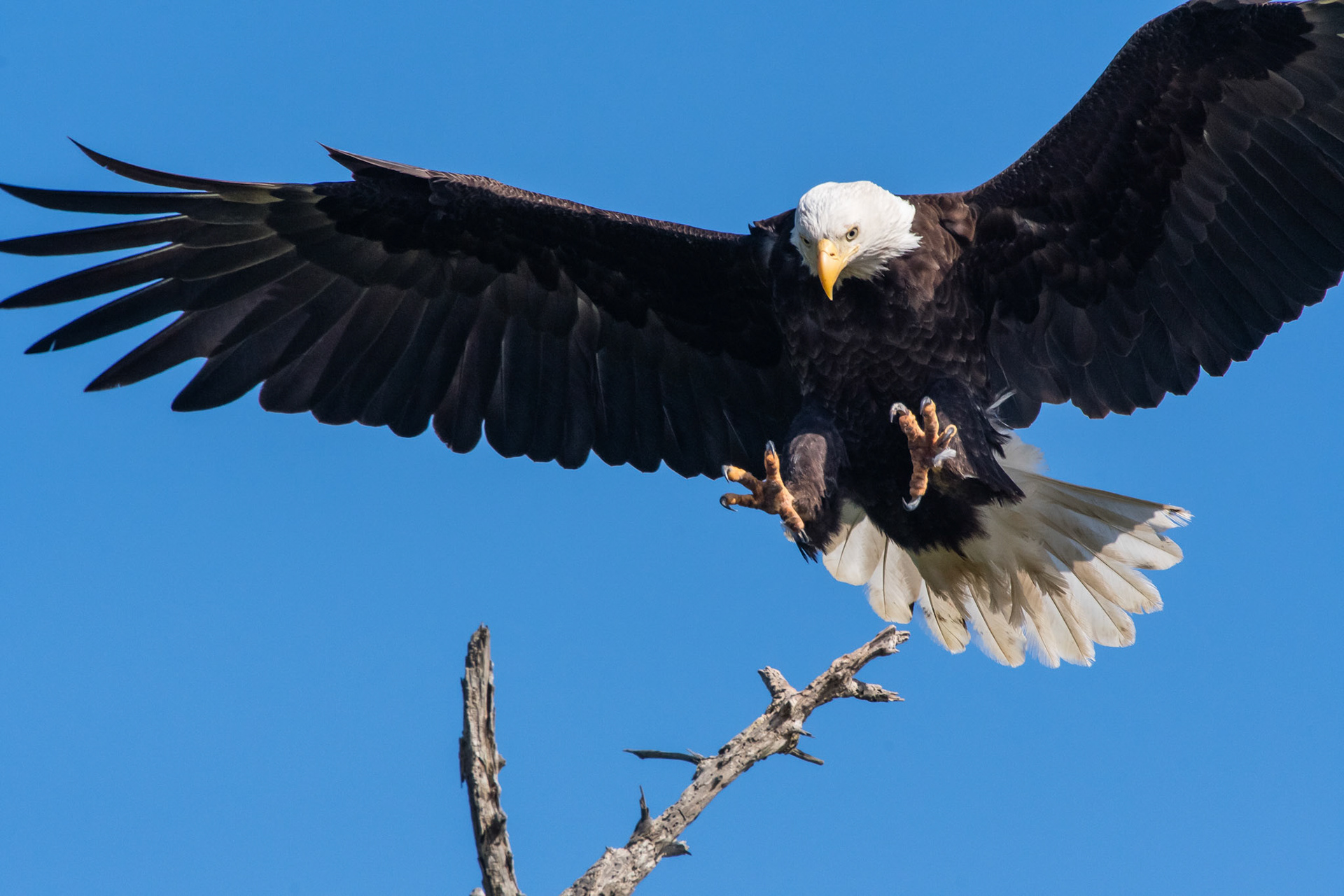 Bald Eagle