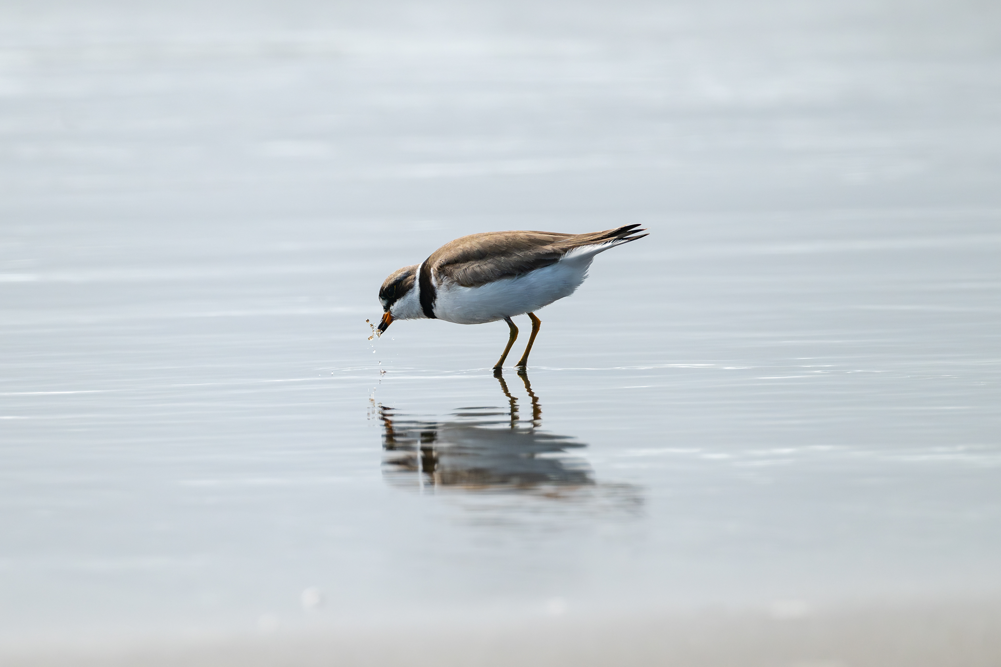Semipalmated Plover