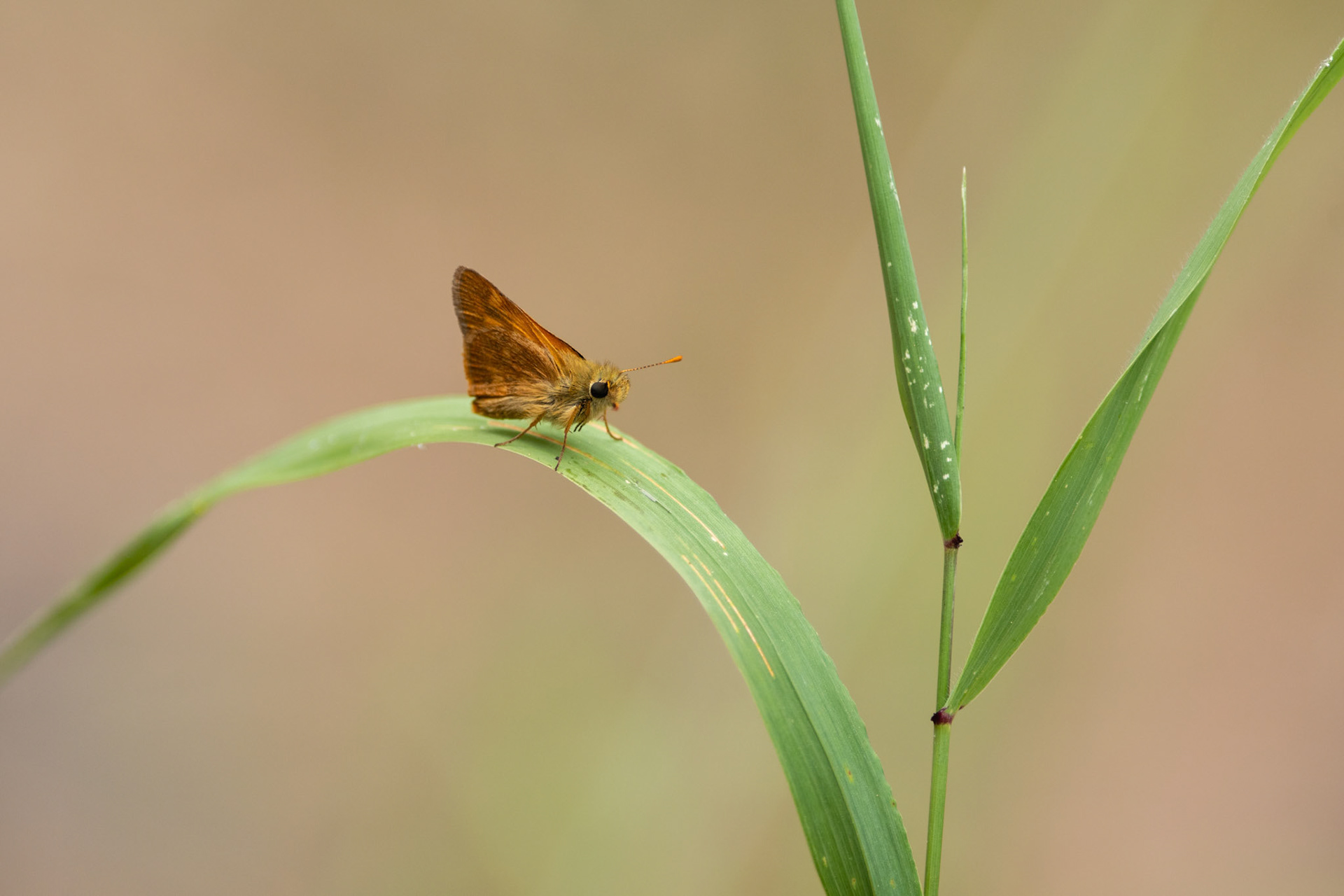 Woodland Skipper