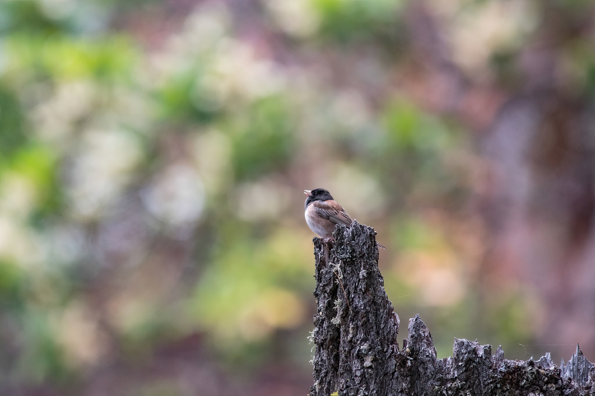 Dark-eyed Junco
