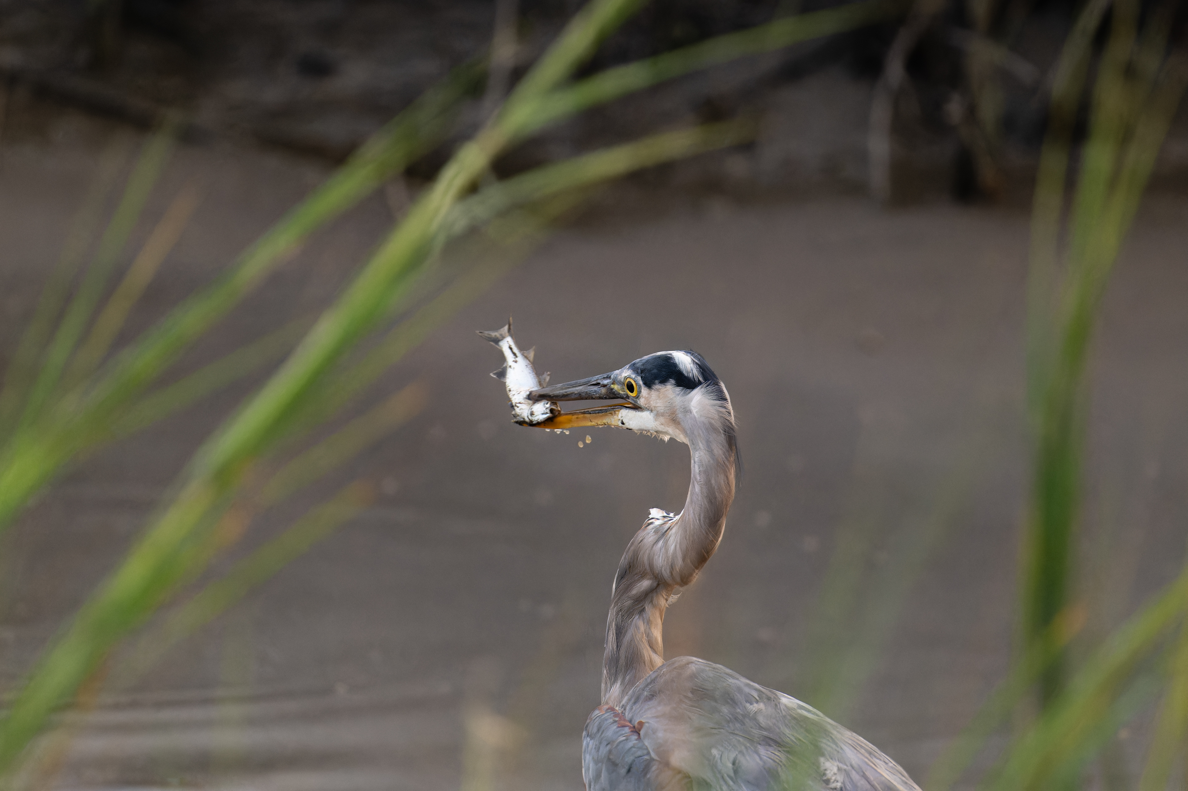 Great Blue Heron