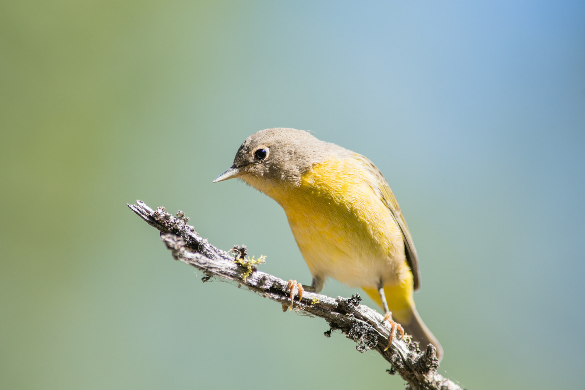 Nashville Warbler