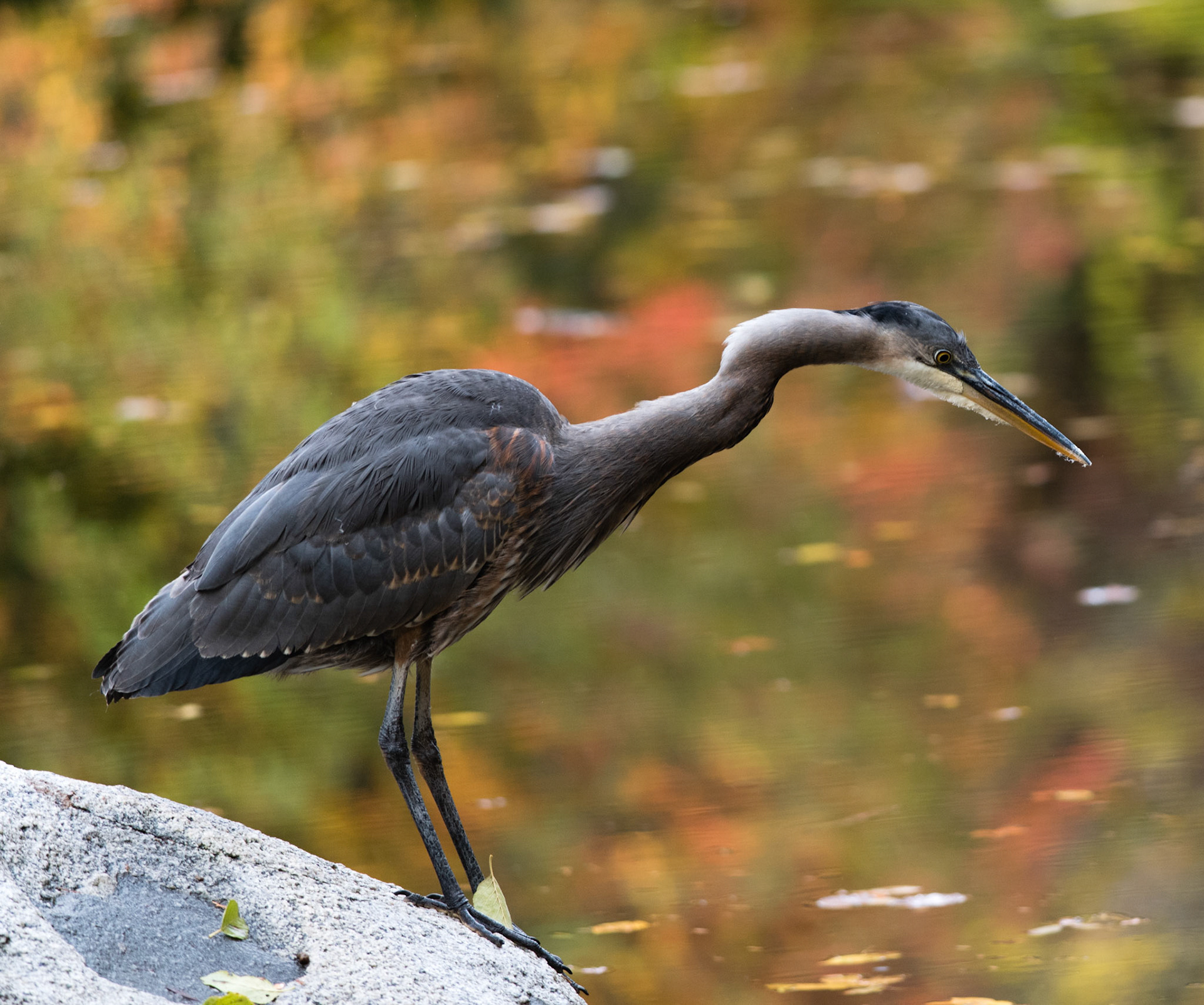 Great Blue Heron