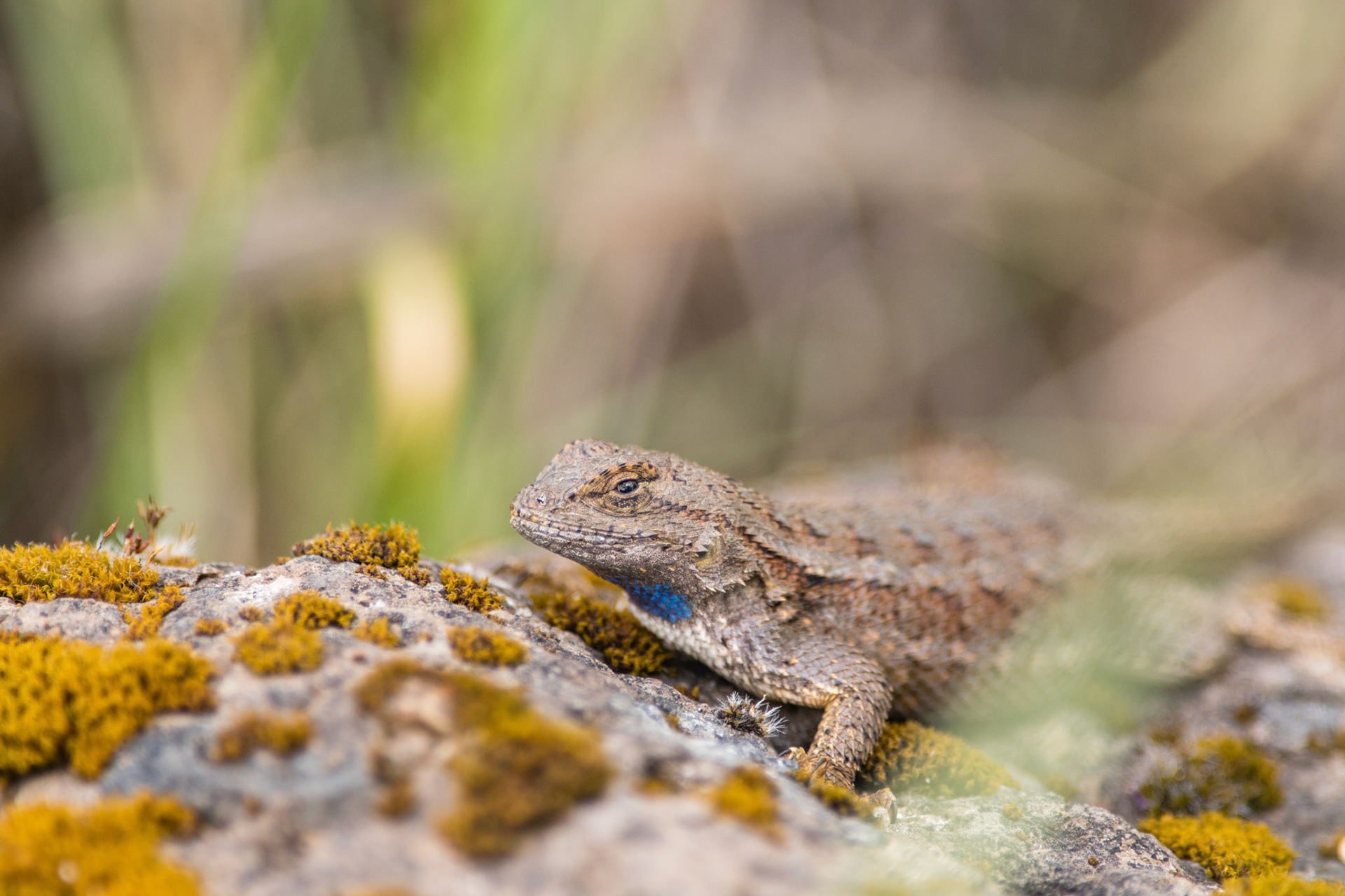 Western Fence Lizard