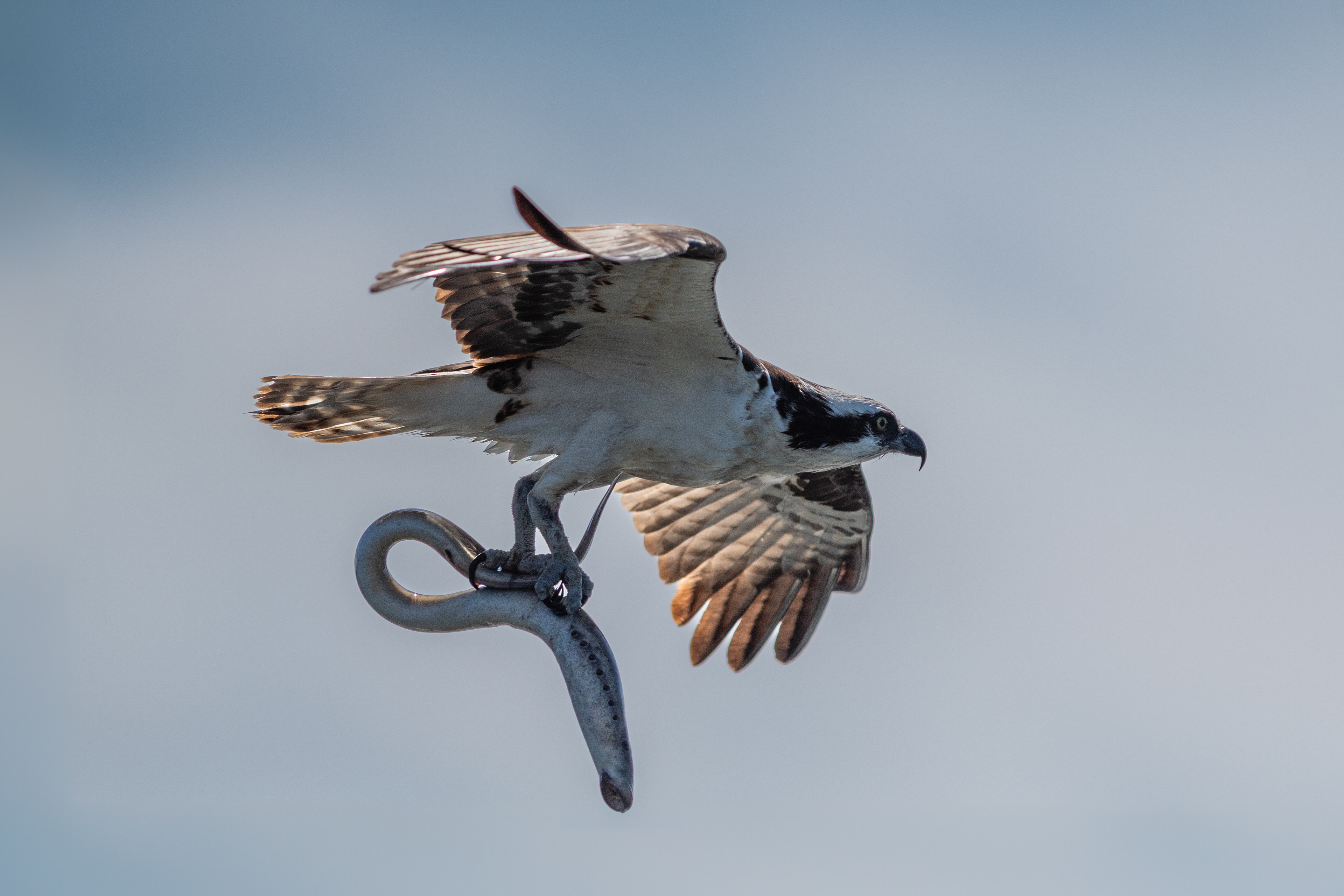 Osprey