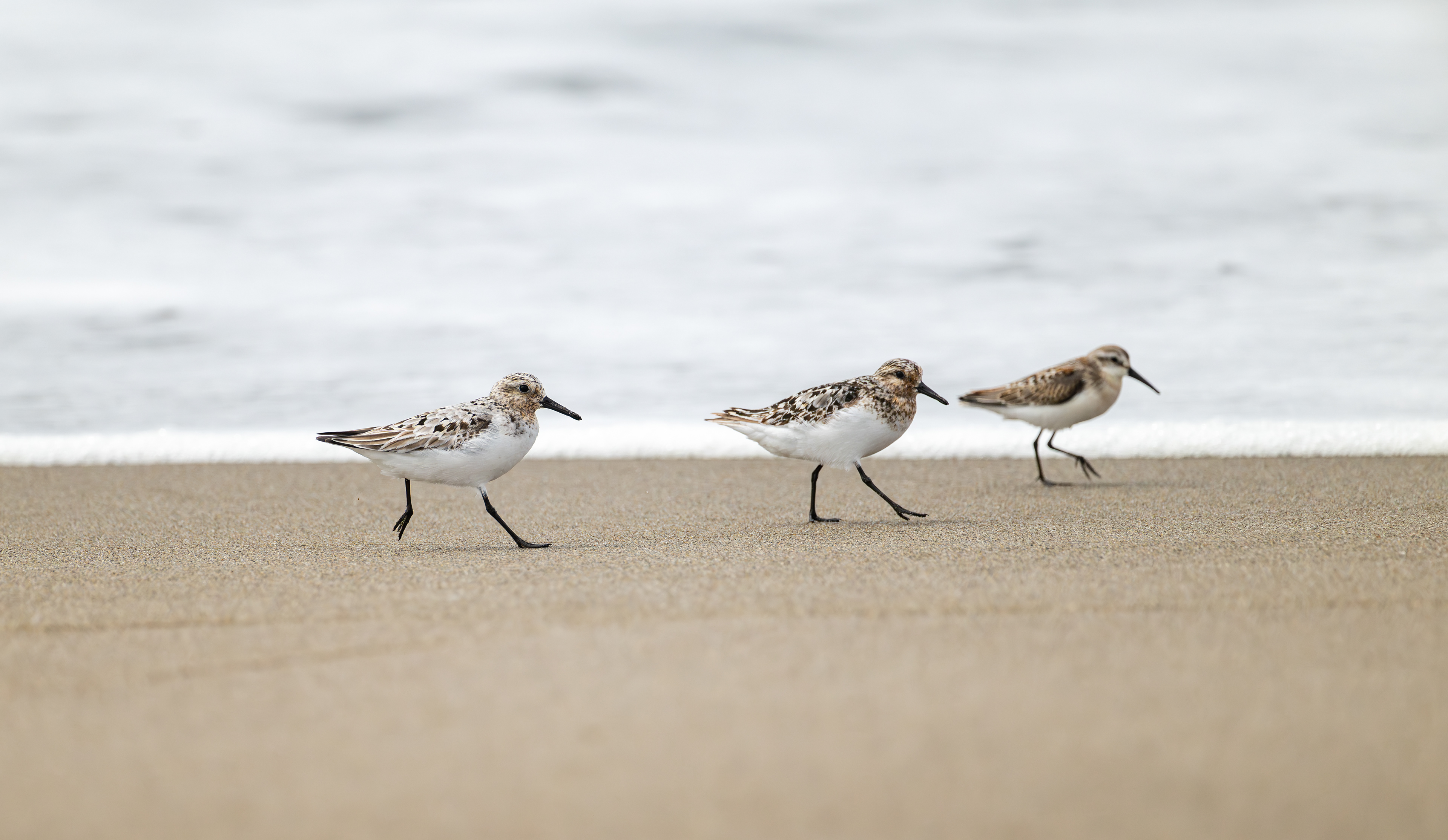 Western Sandpiper