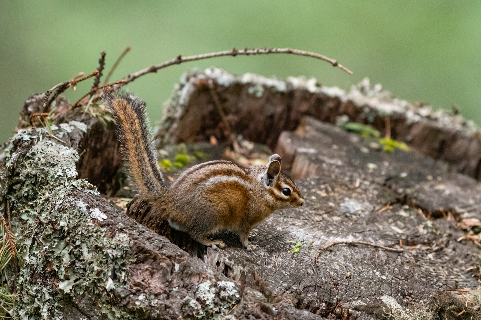 Siskiyou Chipmunk