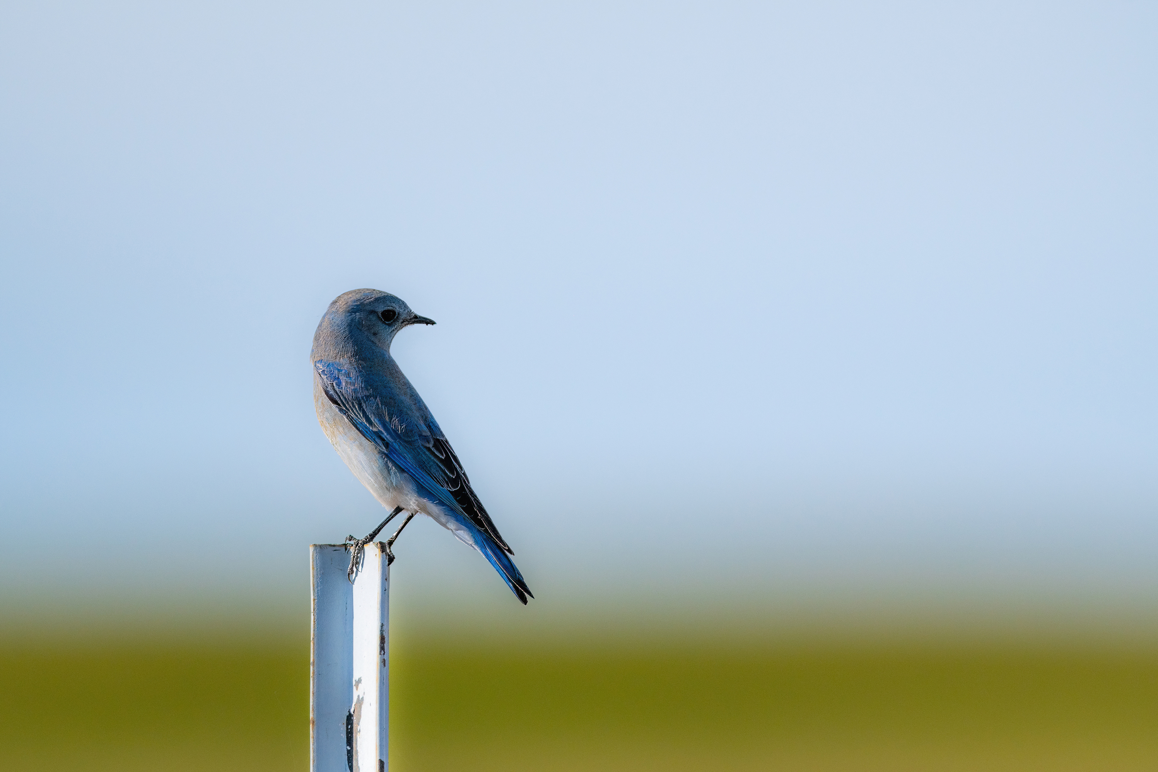 Mountain Bluebird
