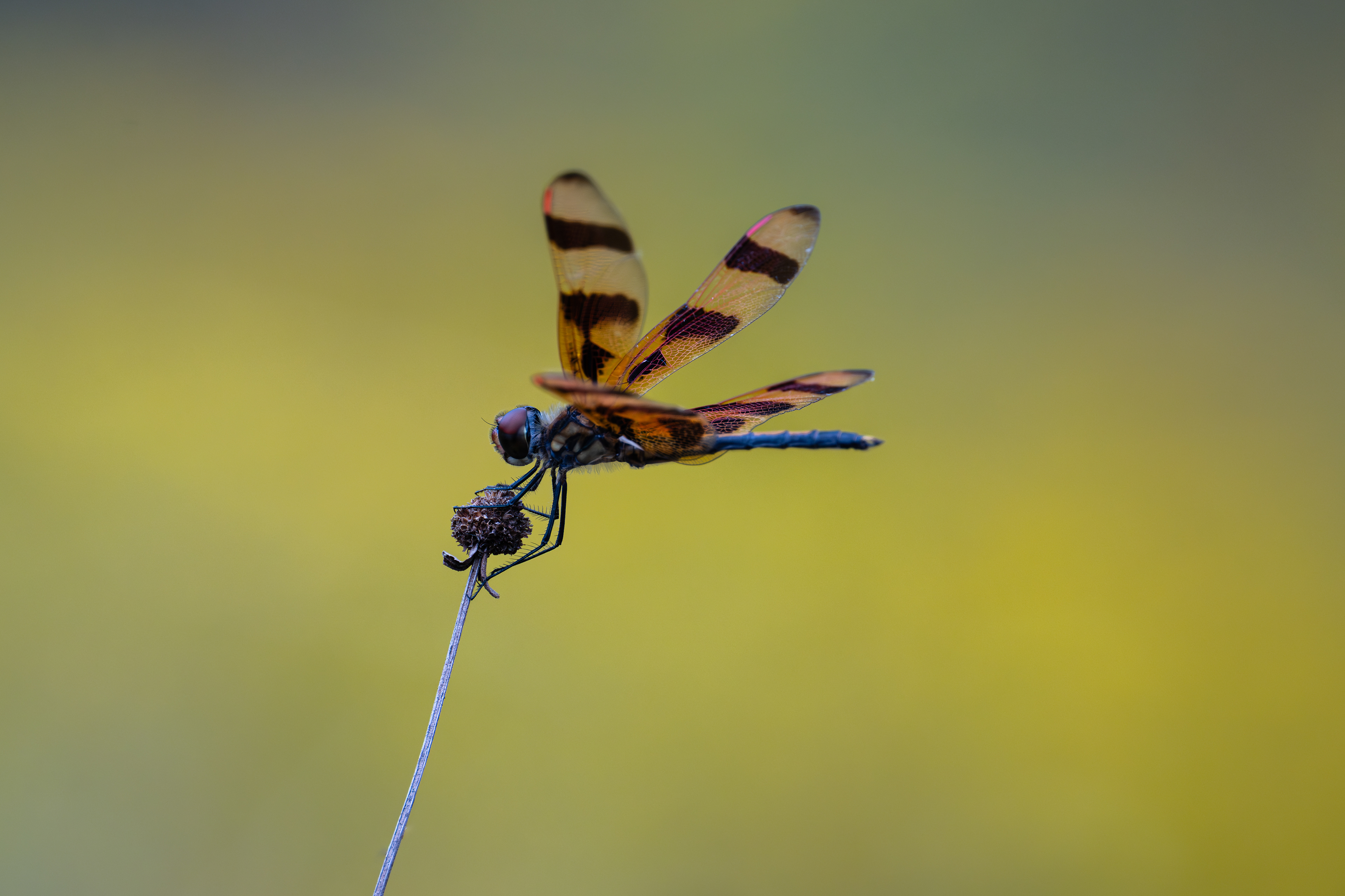 Halloween Pennant