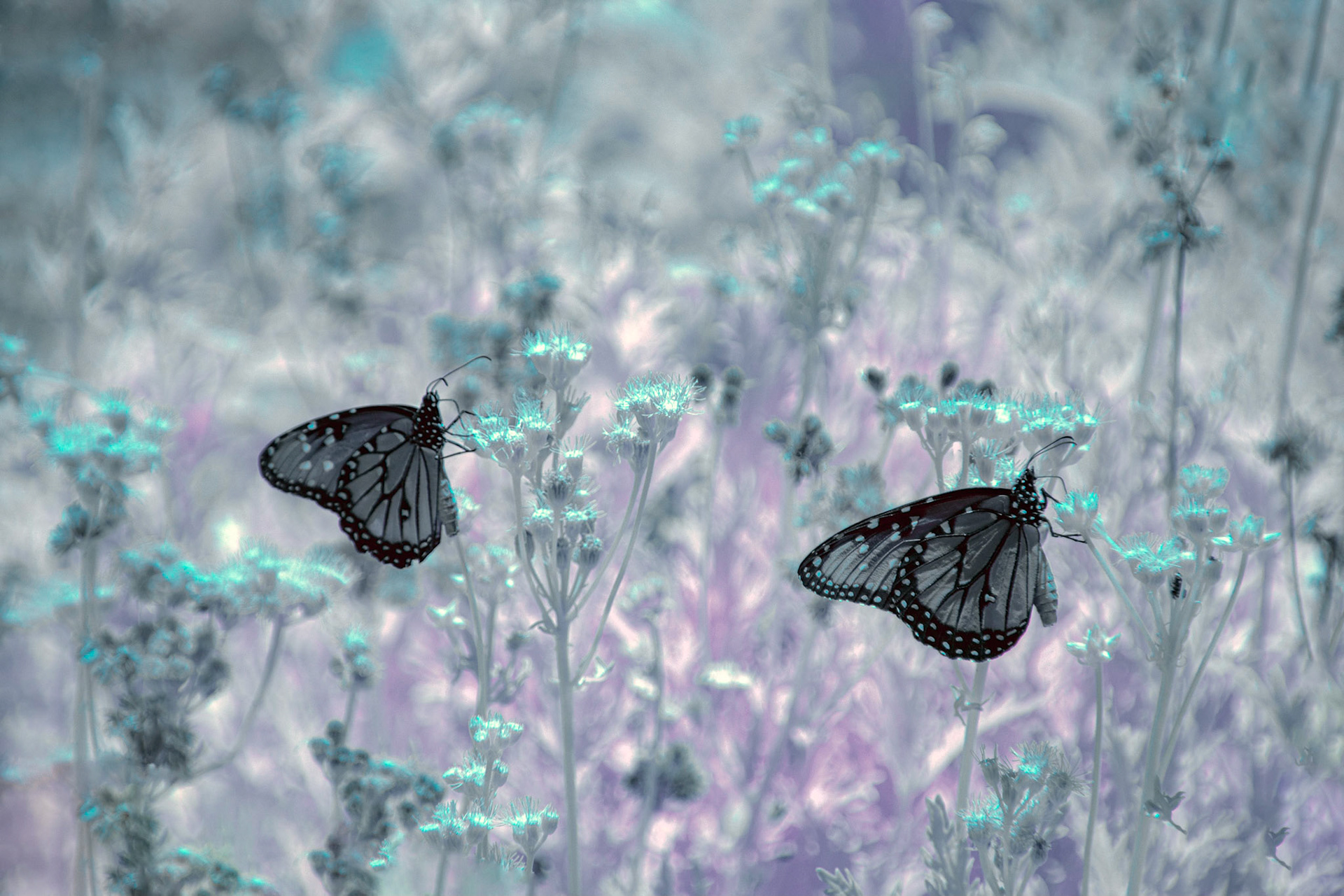 Lady Bird Johnson Wildflower Center