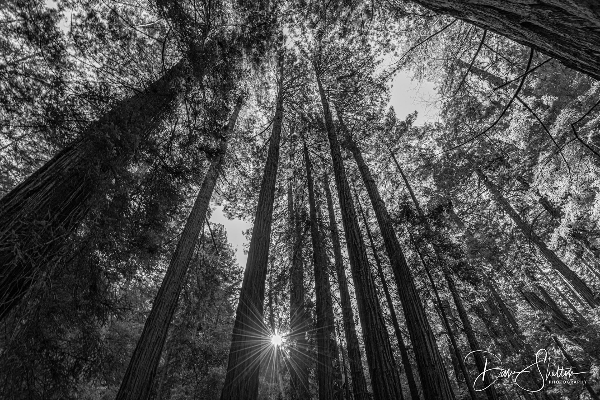 Muir Woods, California
