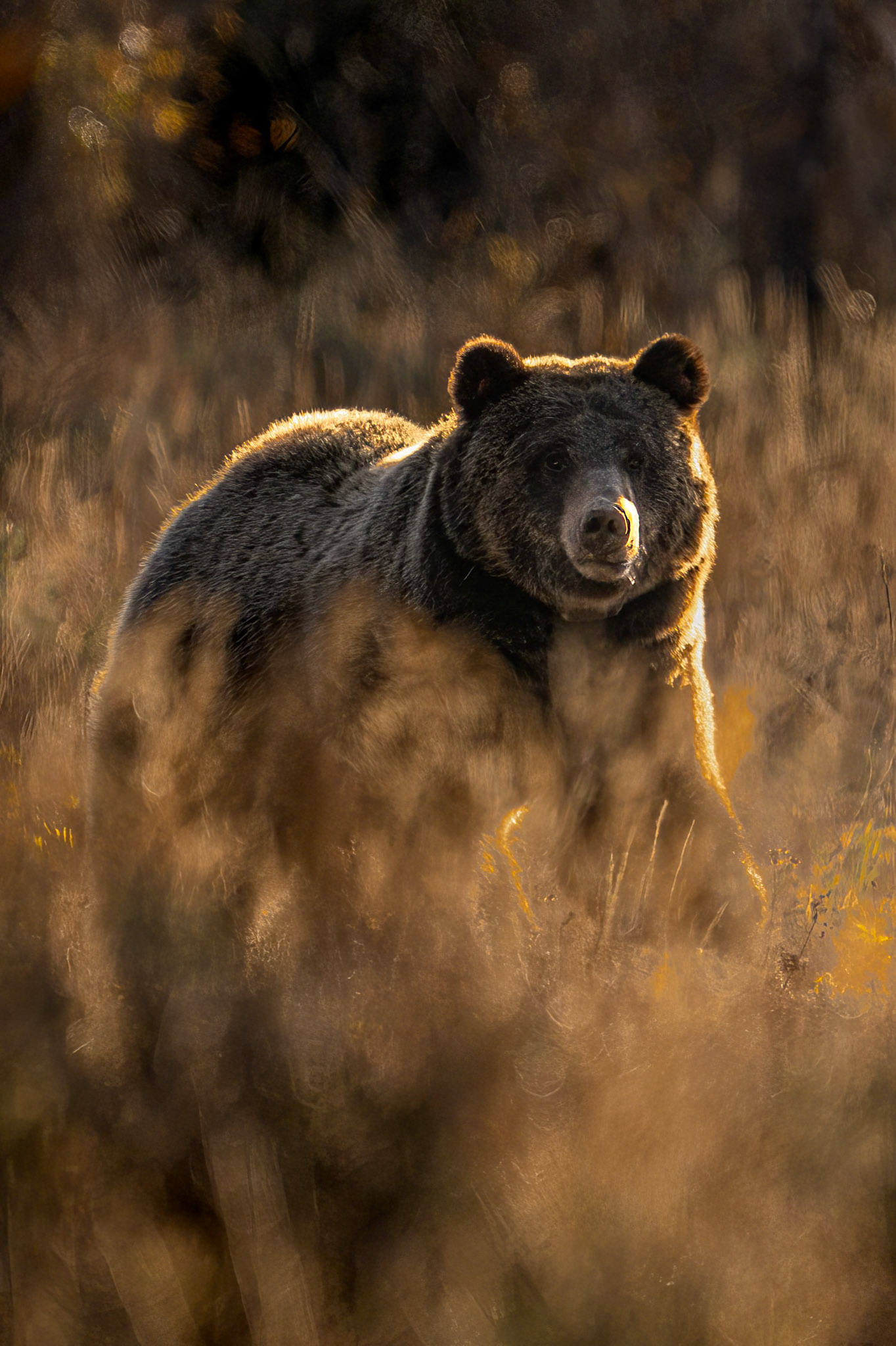 Grizzley (1063) Grand Tetons, NP