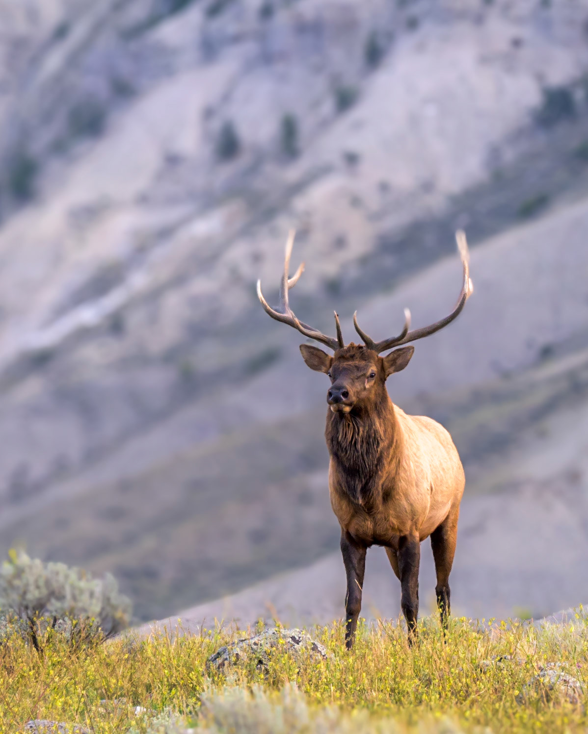Elk, Gardiner, Montana