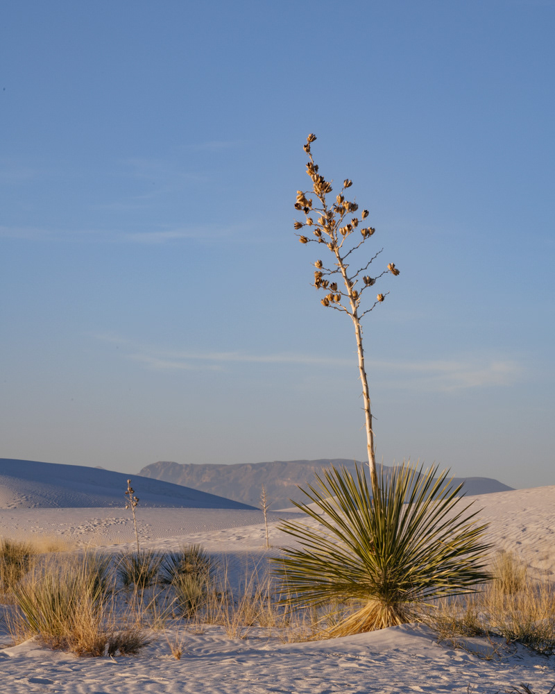 Big Bend NP