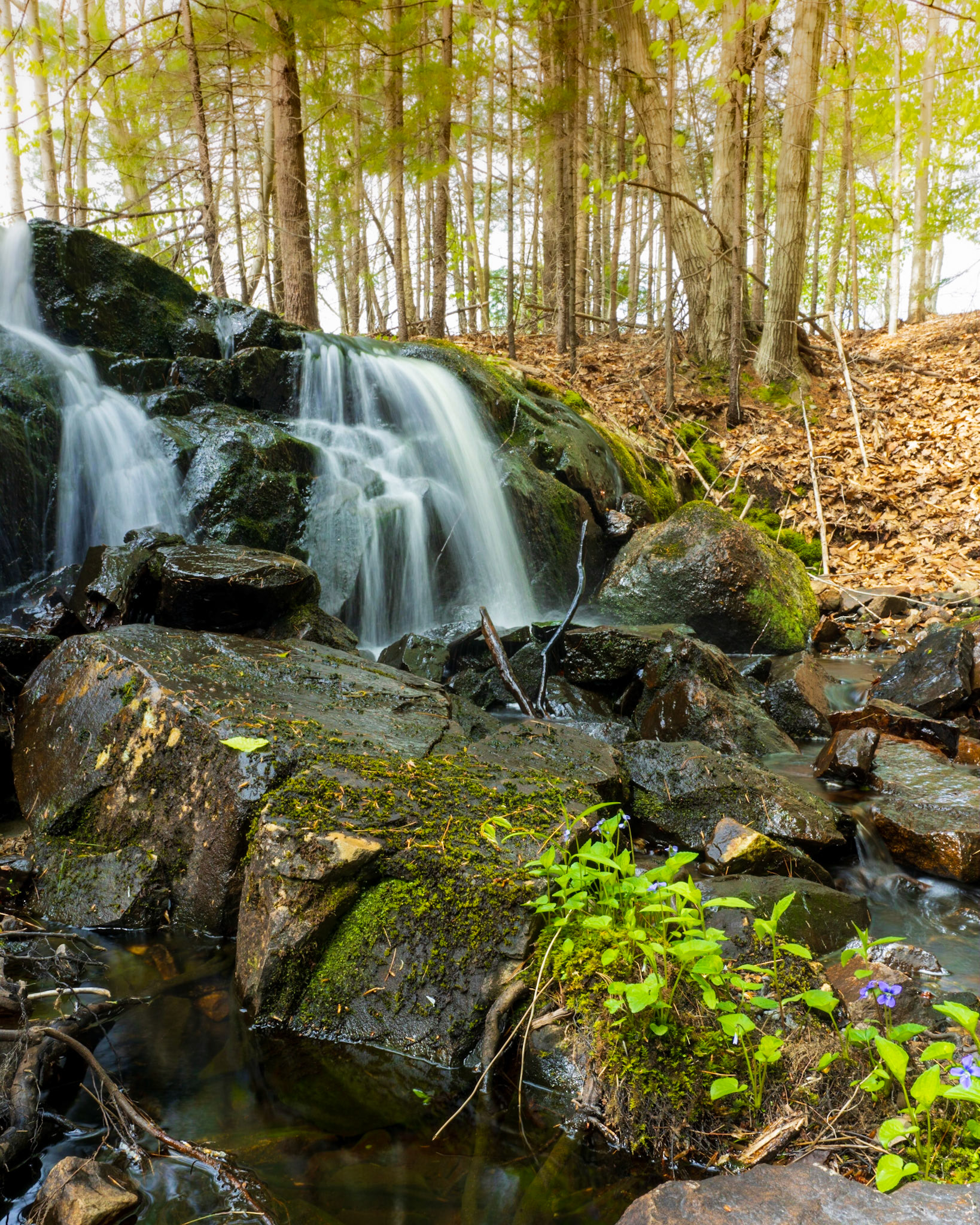 Carriage Road, Acadia National Park