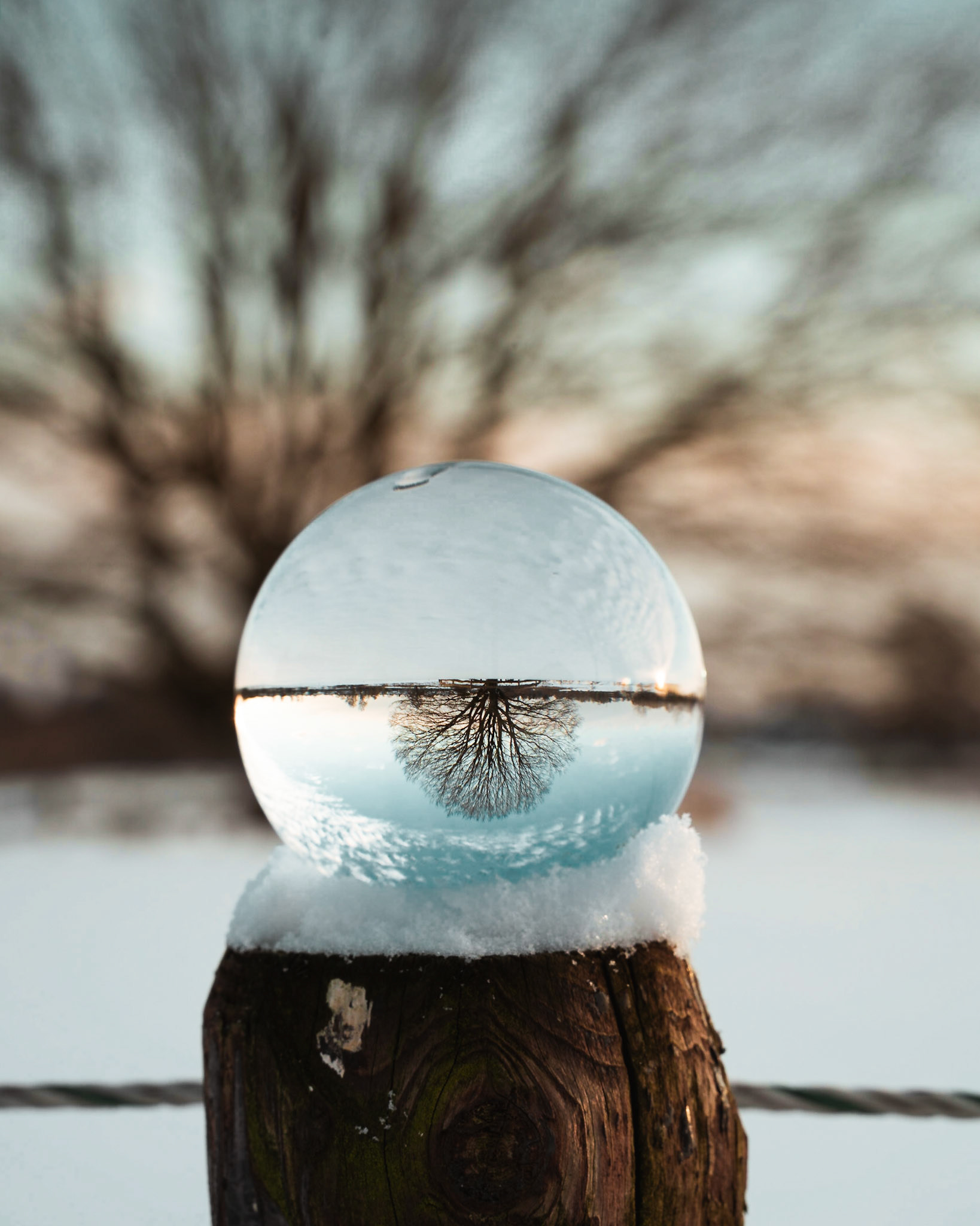 Global Winter Tree
