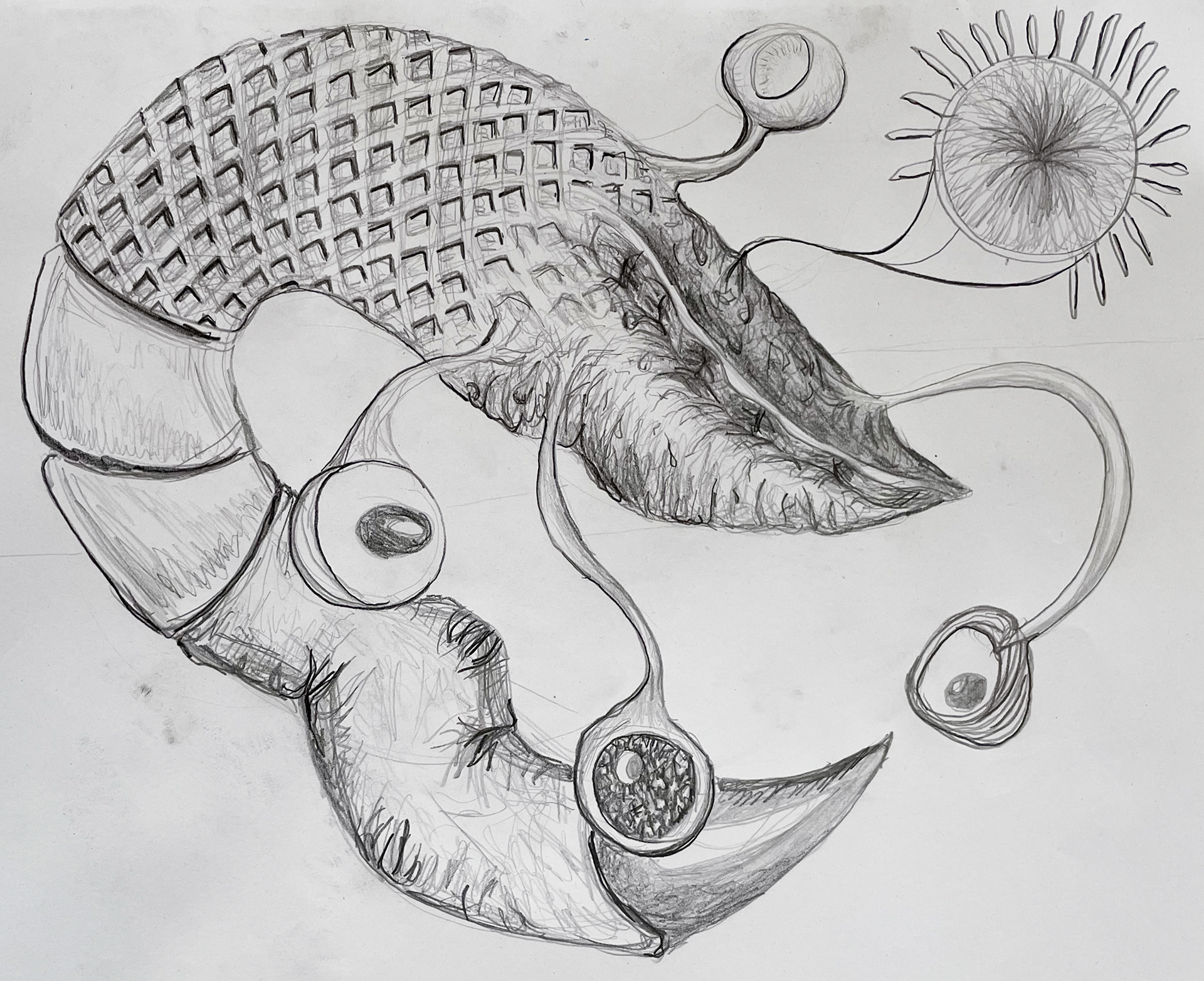 Garnele, 2025, Graphit auf Papier, 26 × 33 cm