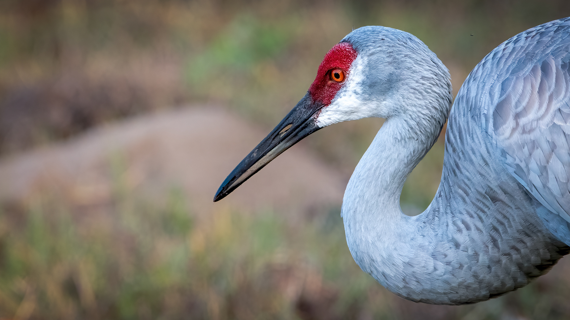 Sandhill Crane