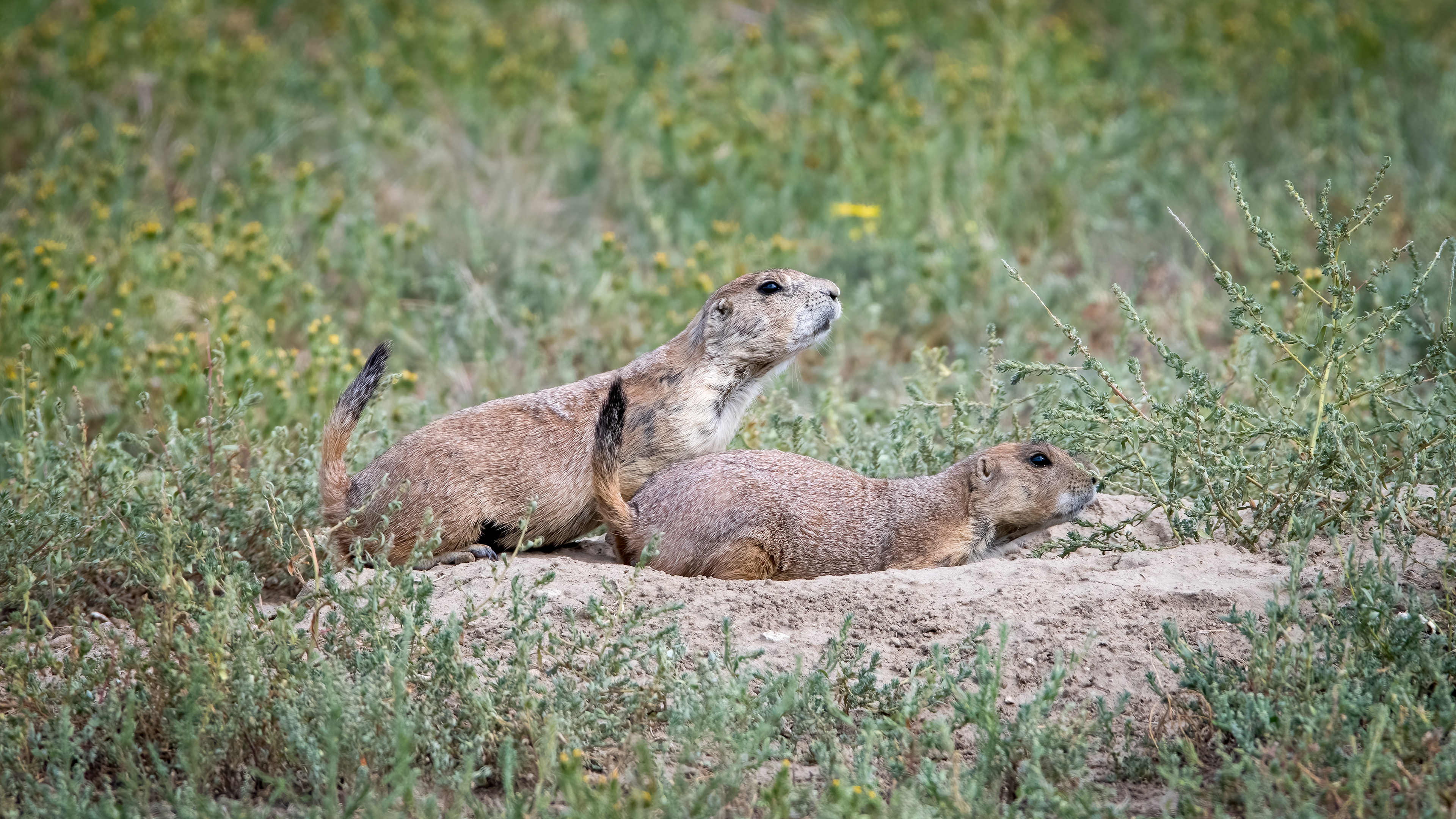Black Tailed Prairie Dogs