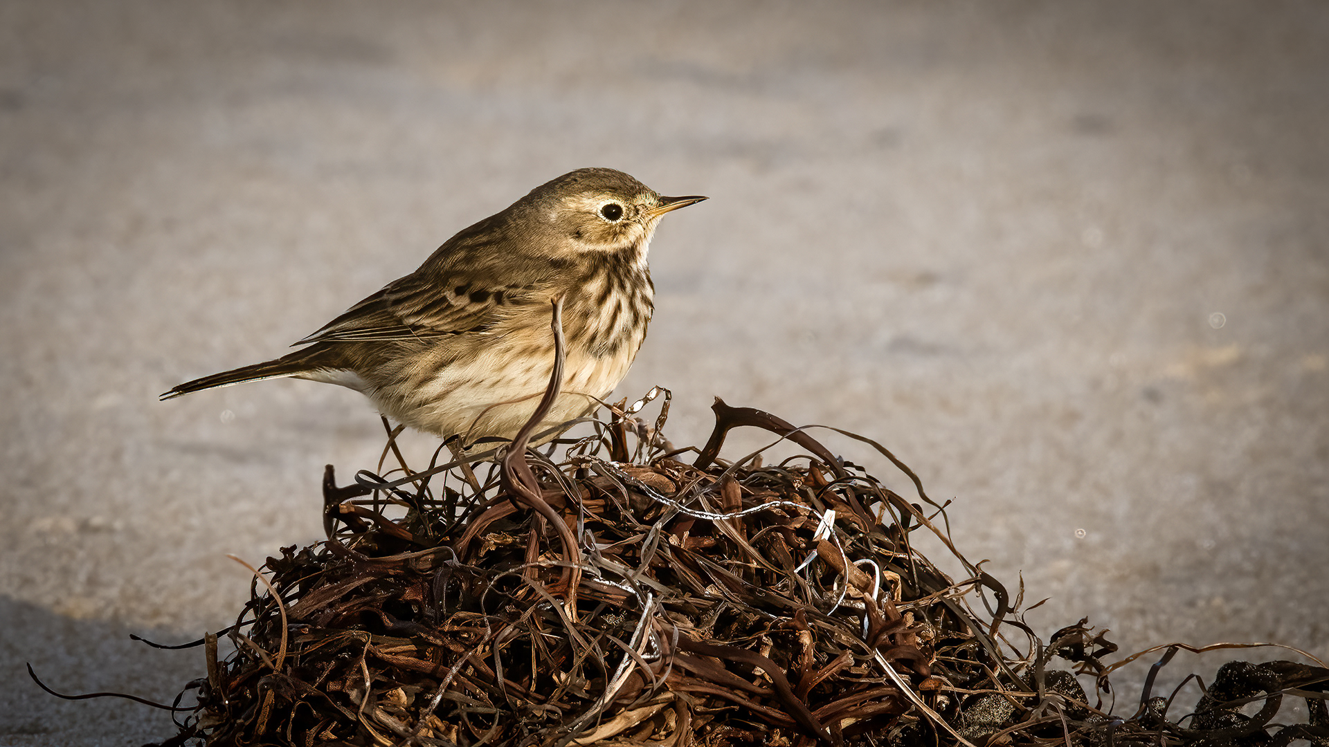 American Pipit