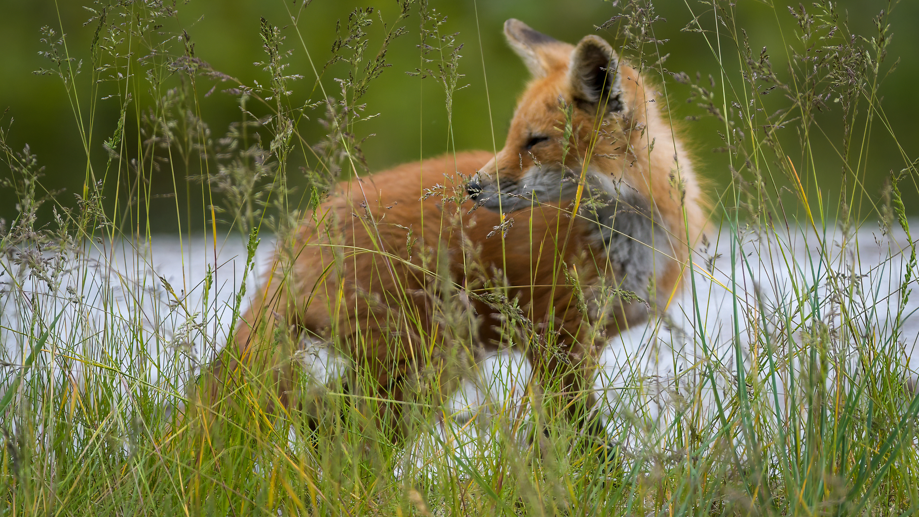 Red Fox Kit
