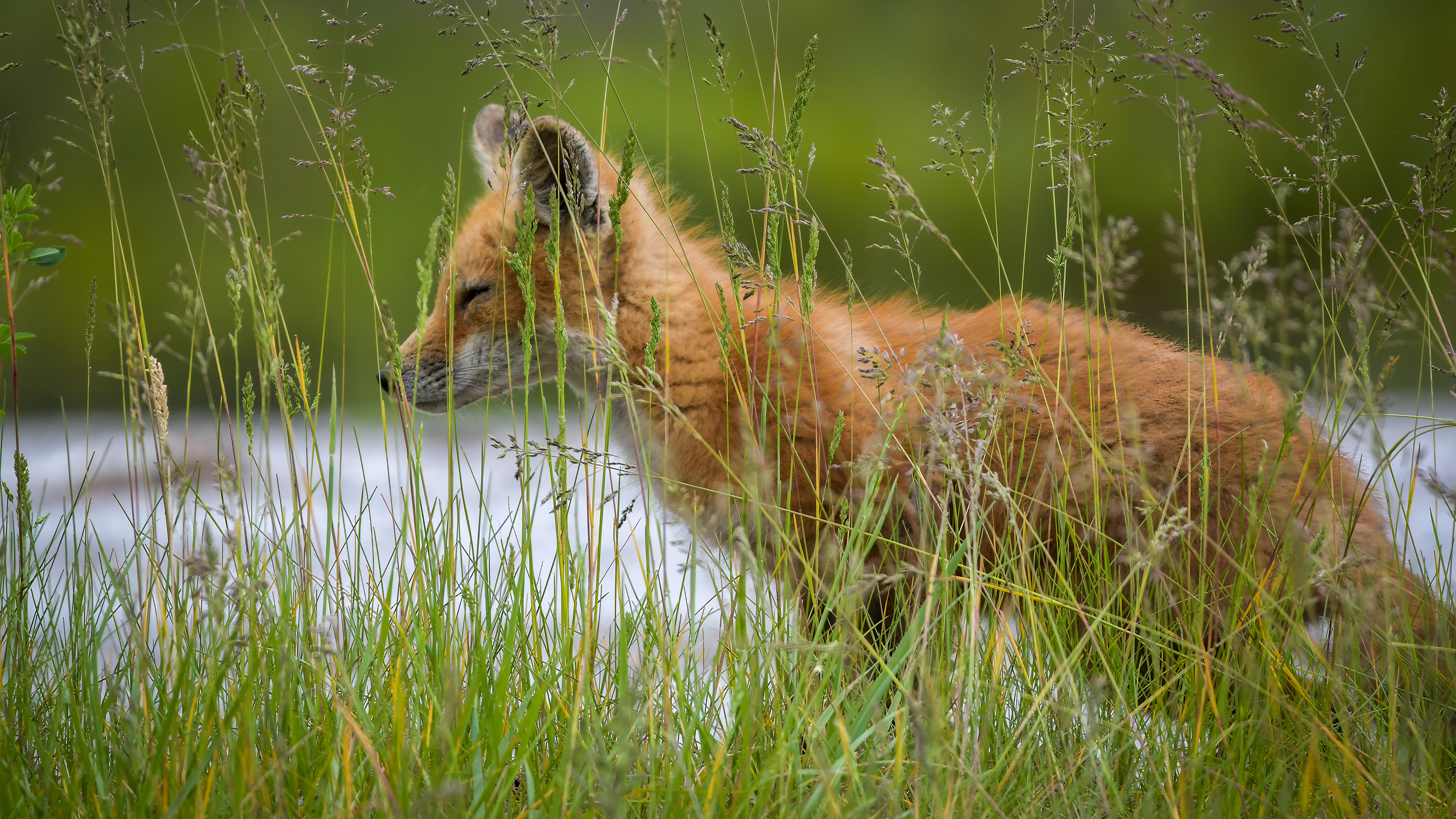 Red Fox Kit