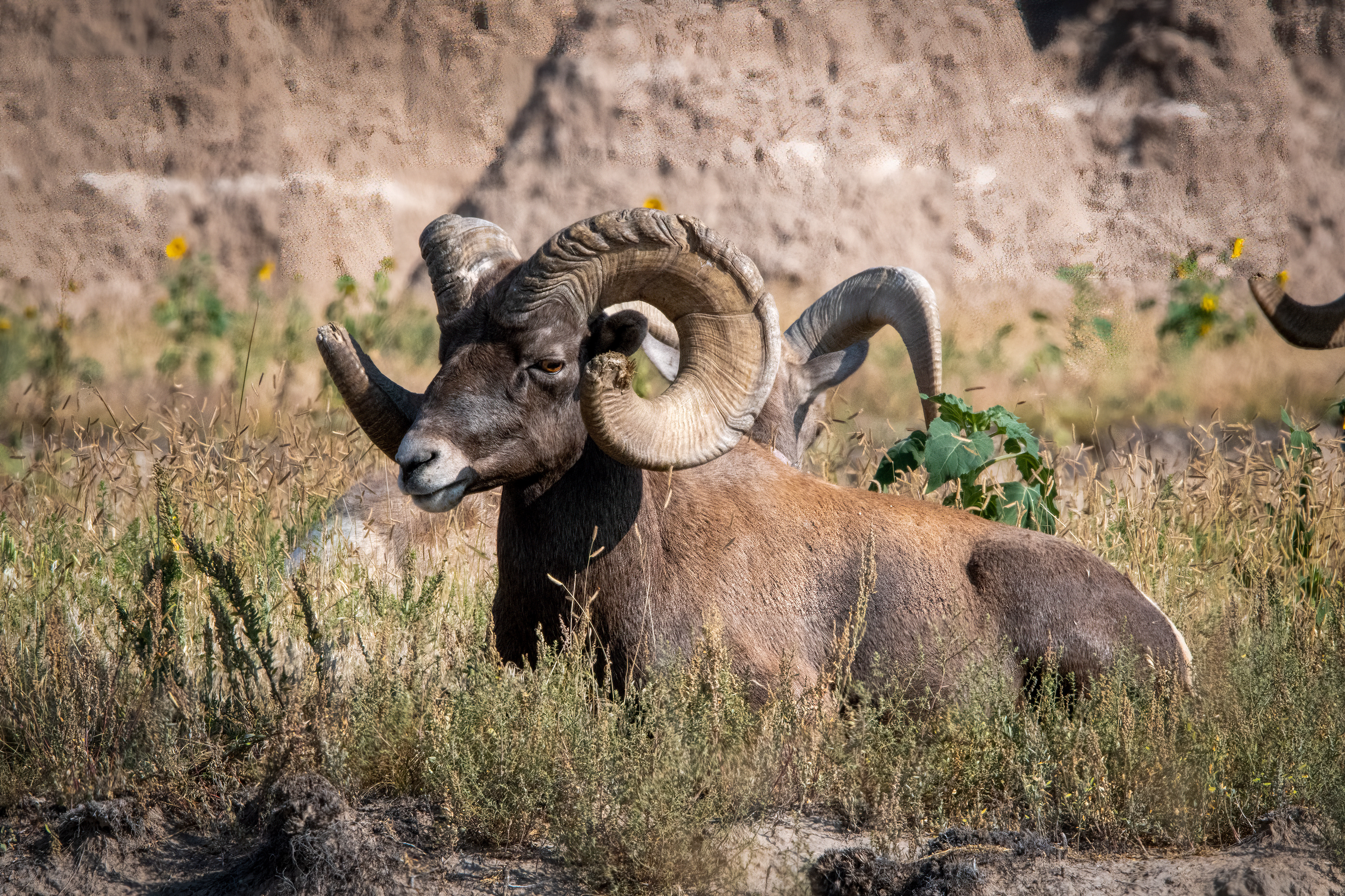 Bighorn Sheep