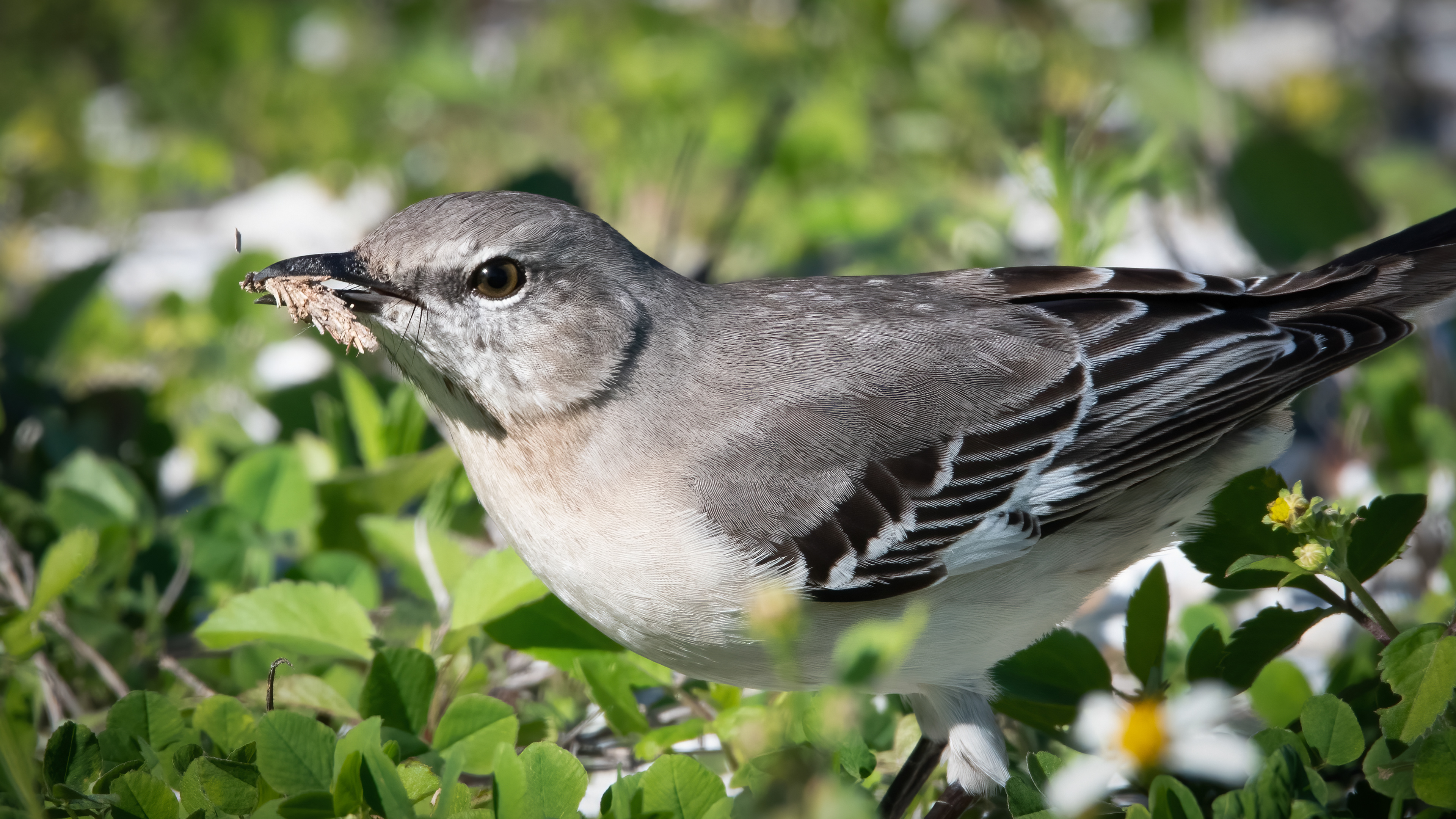 Northern Mockingbird