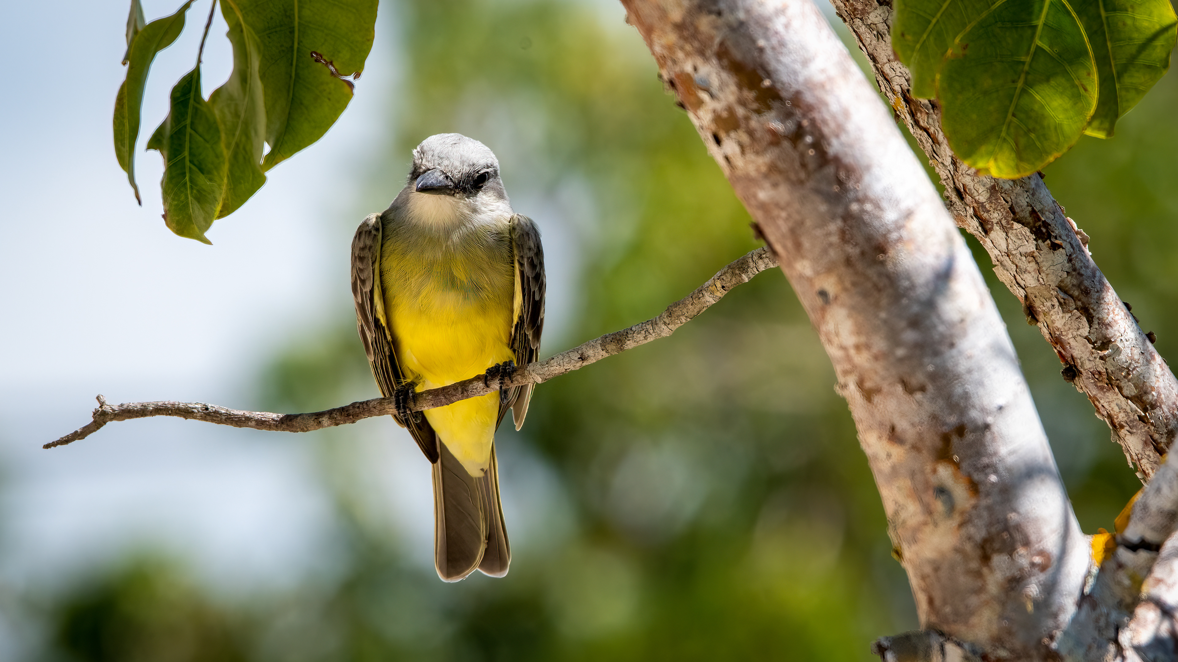 Tropical Kingbird